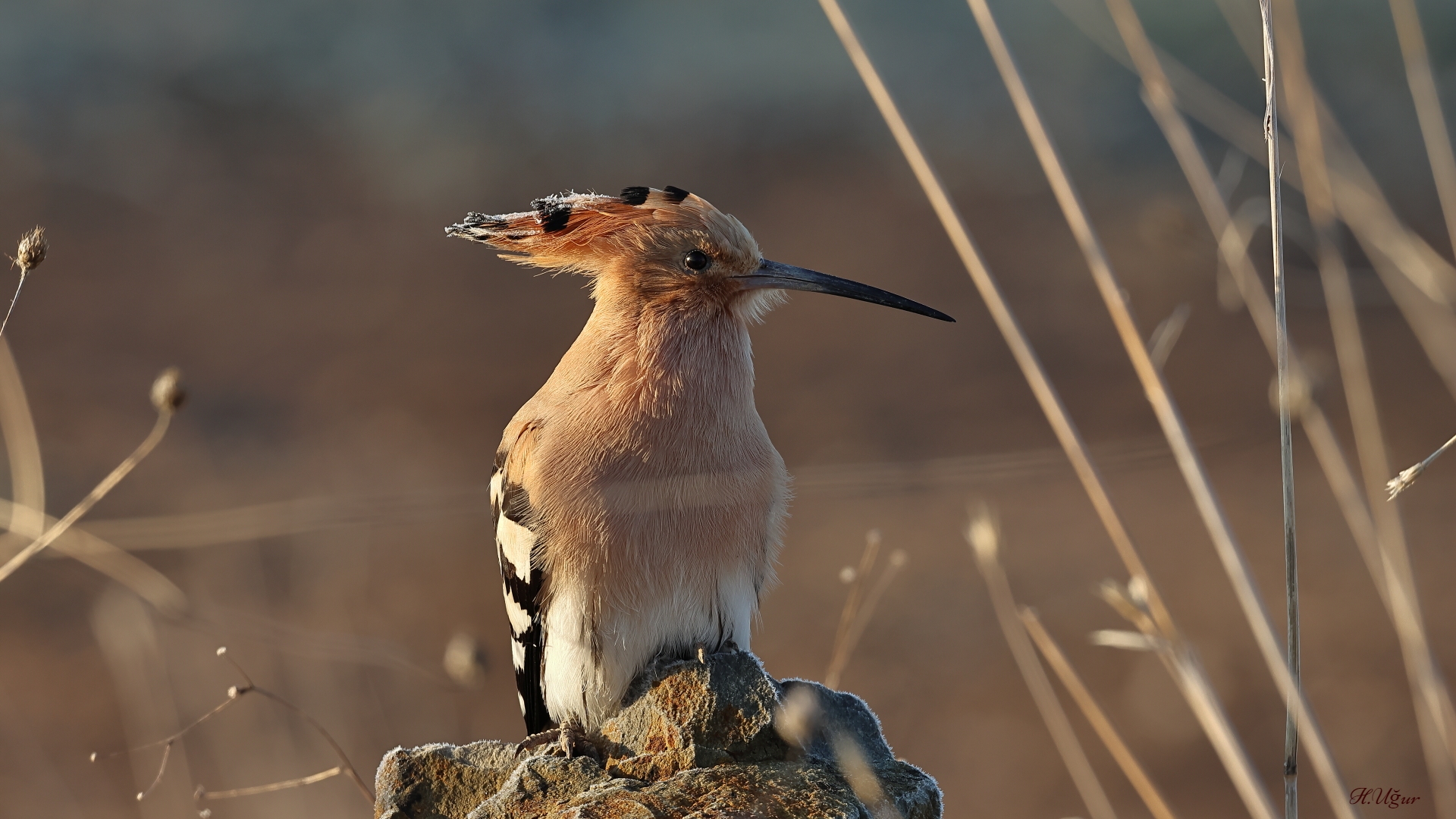 İbibik » Eurasian Hoopoe » Upupa epops