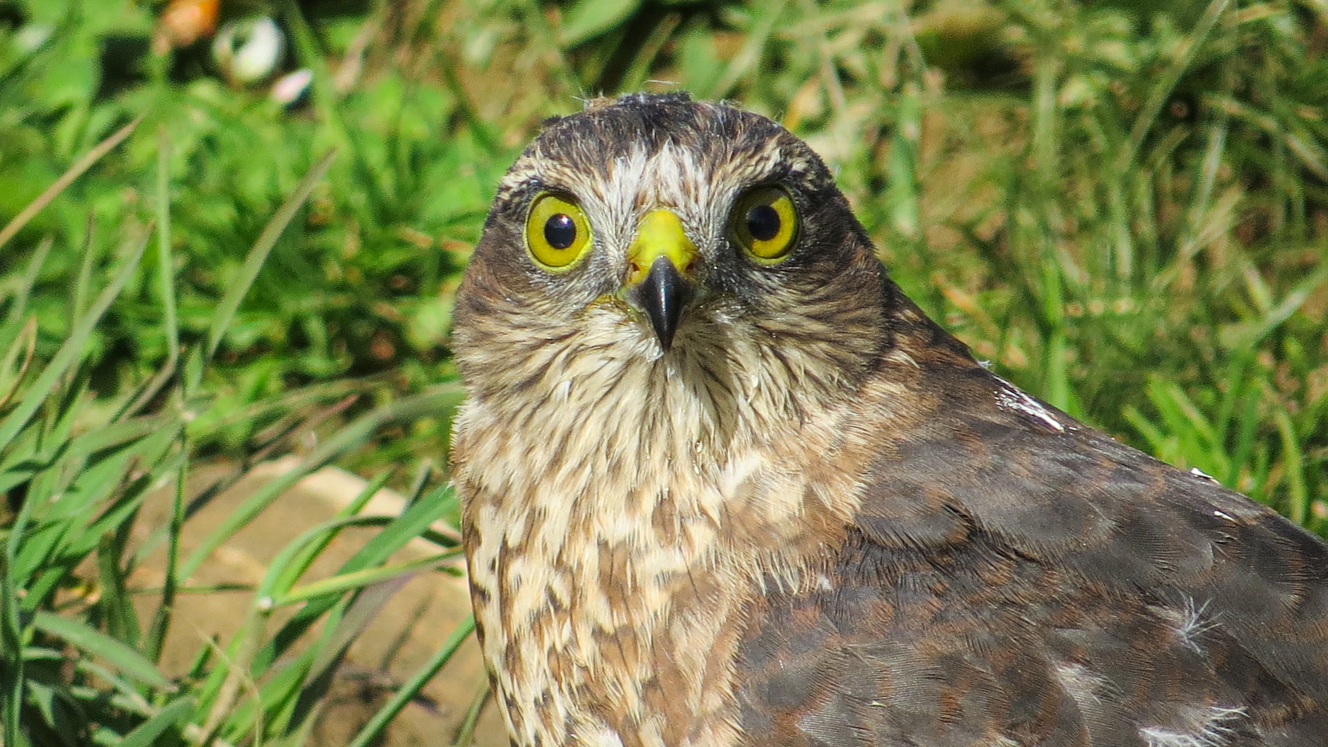 Atmaca » Eurasian Sparrowhawk » Accipiter nisus