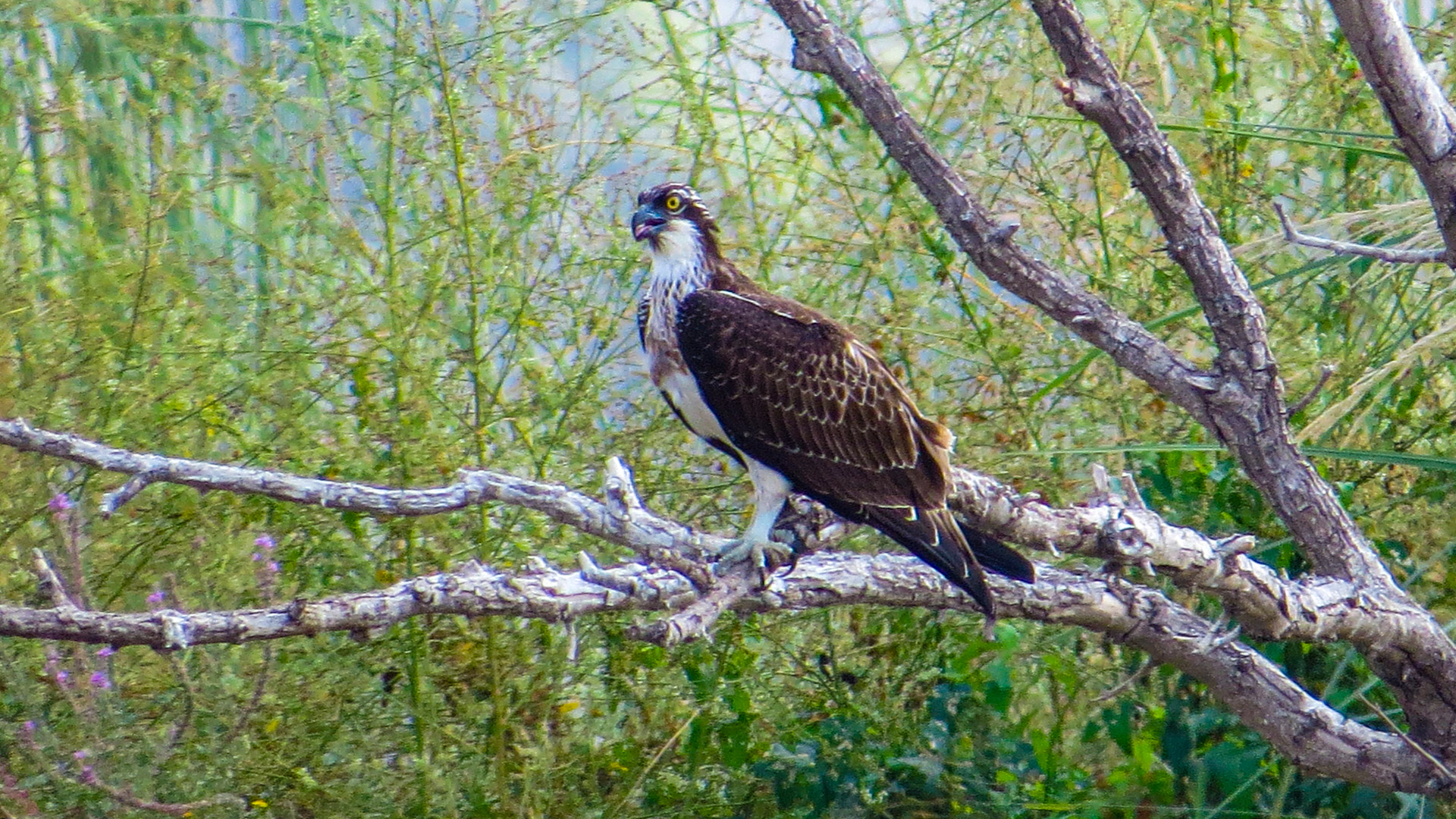 Balık kartalı » Osprey » Pandion haliaetus