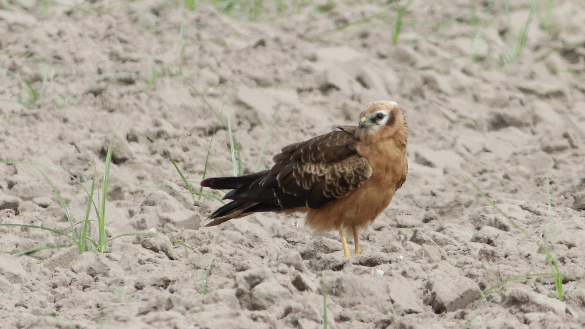 Çayır delicesi