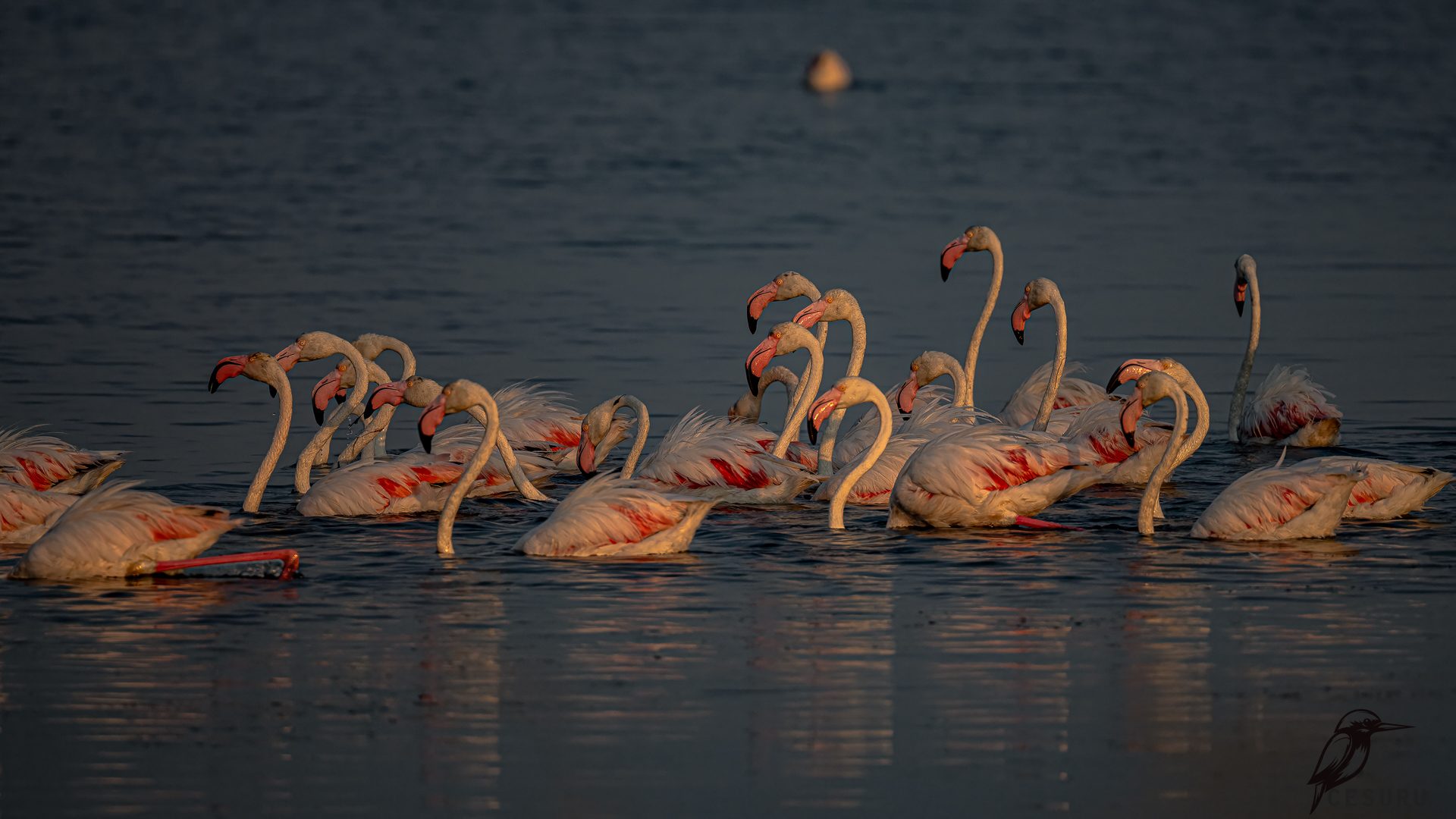 Flamingo