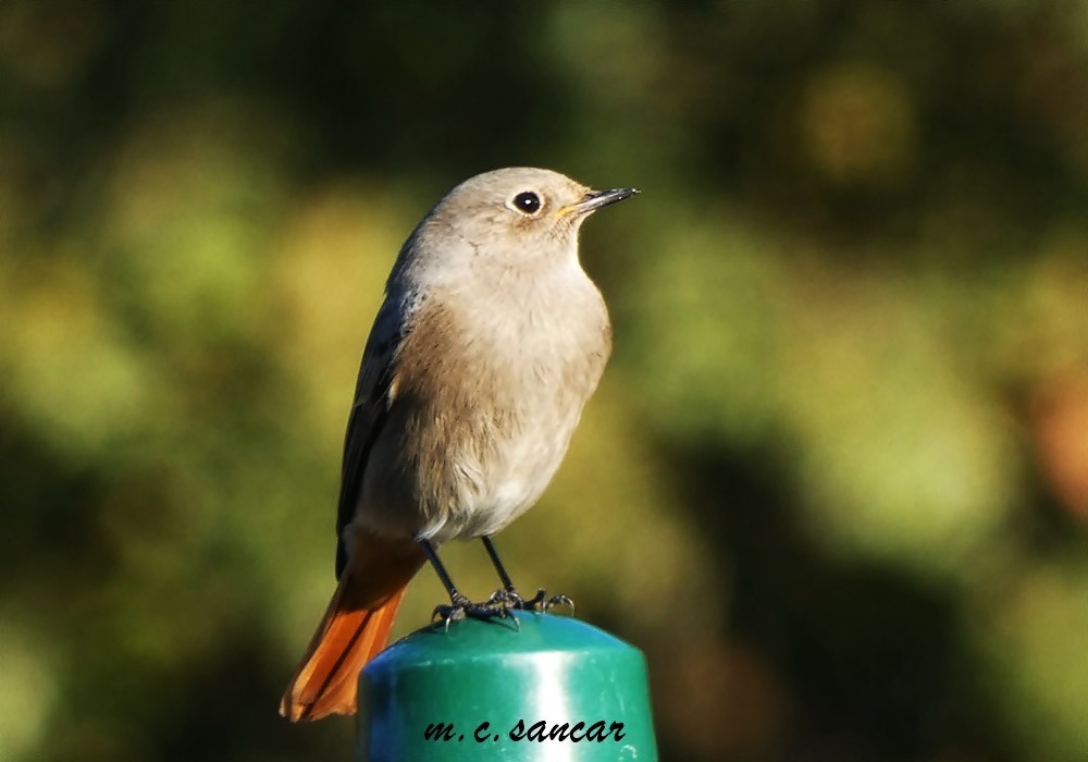 Kara kızılkuyruk