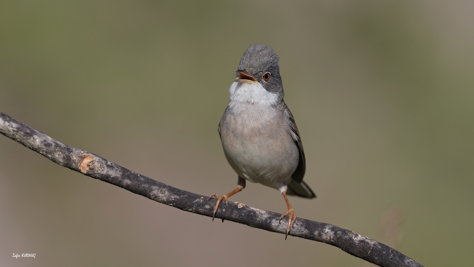 Akgerdanlı ötleğen