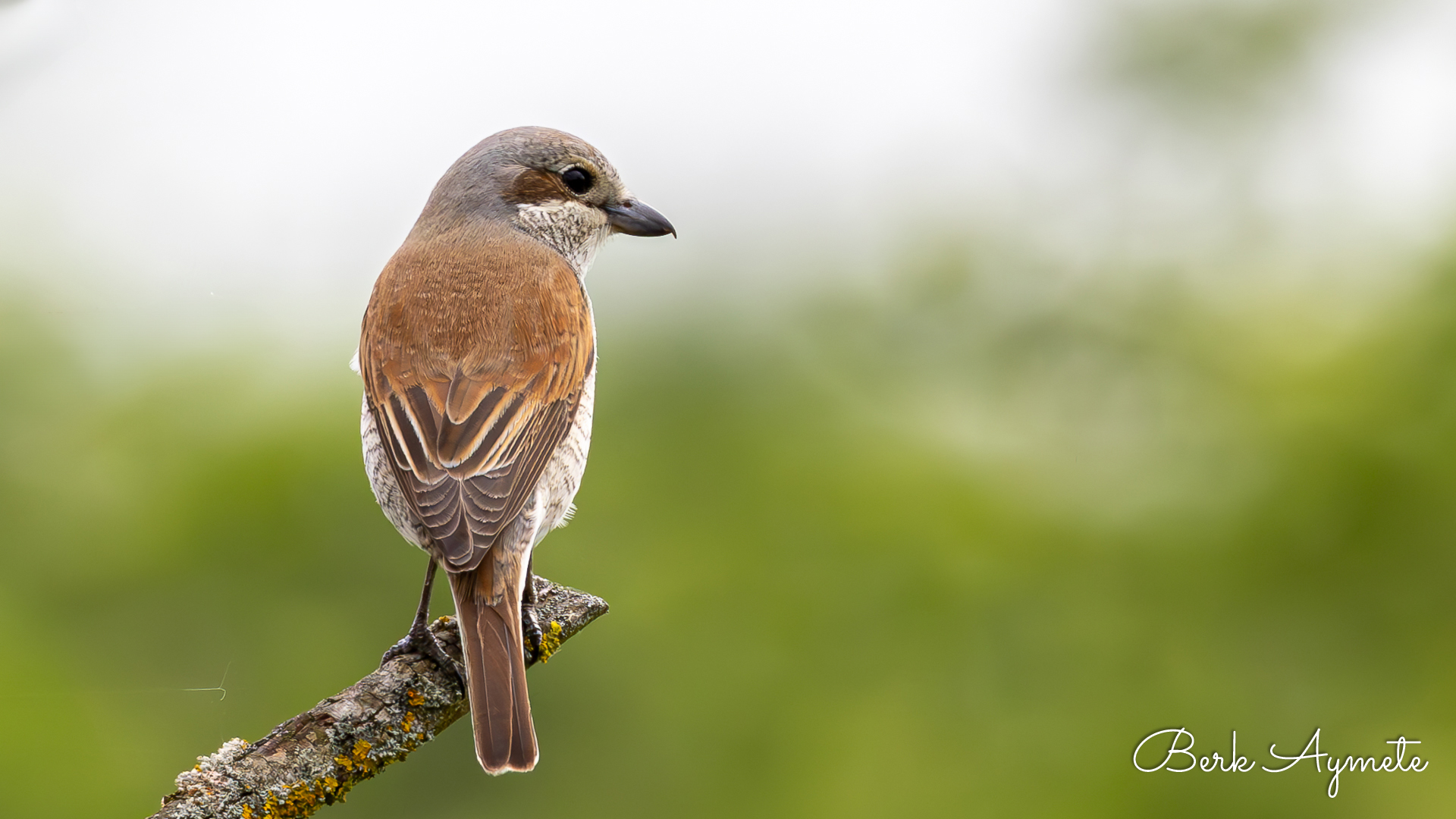 Kızılsırtlı örümcekkuşu » Red-backed Shrike » Lanius collurio