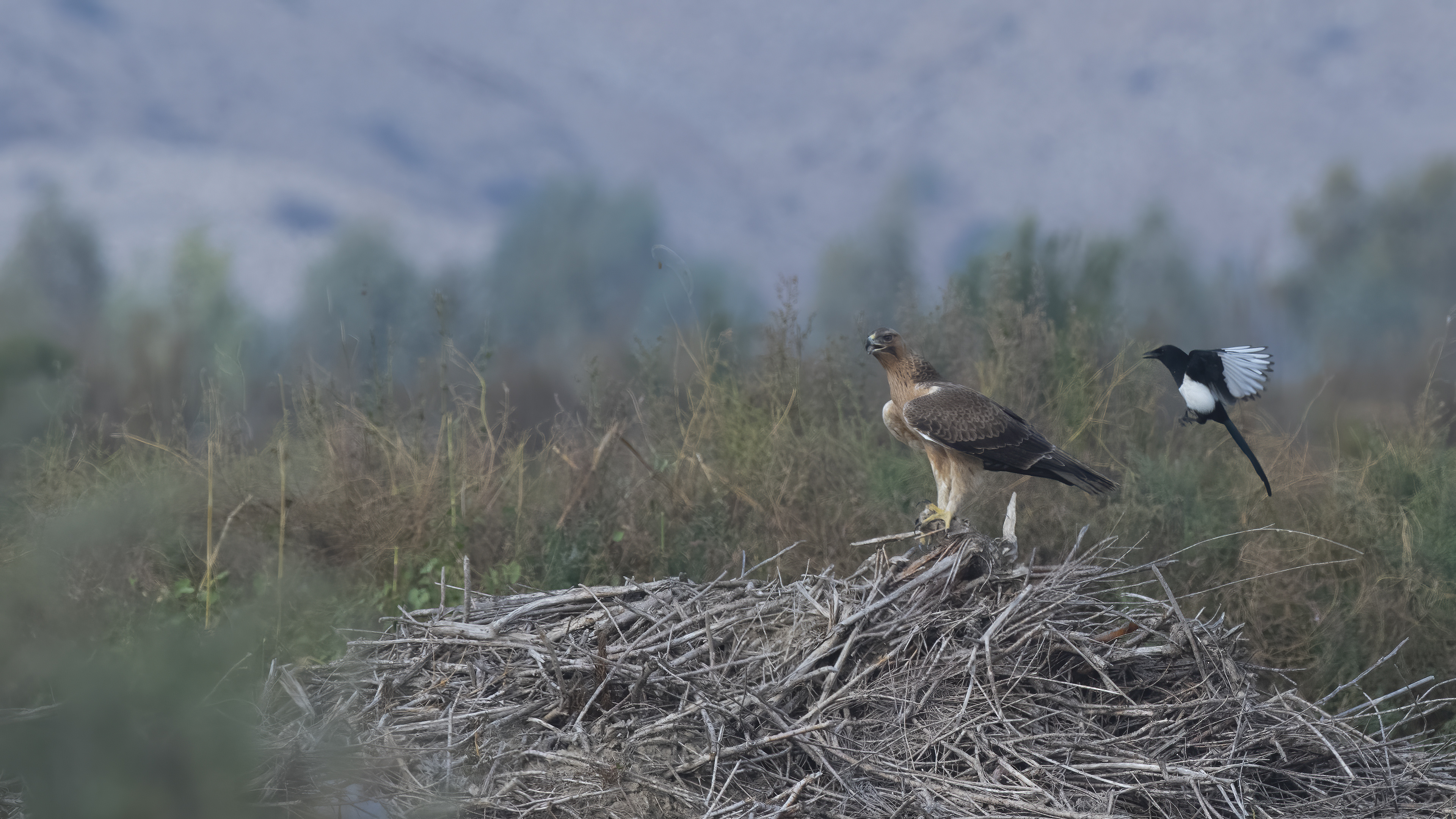 Tavşancıl » Bonelli`s Eagle » Aquila fasciata