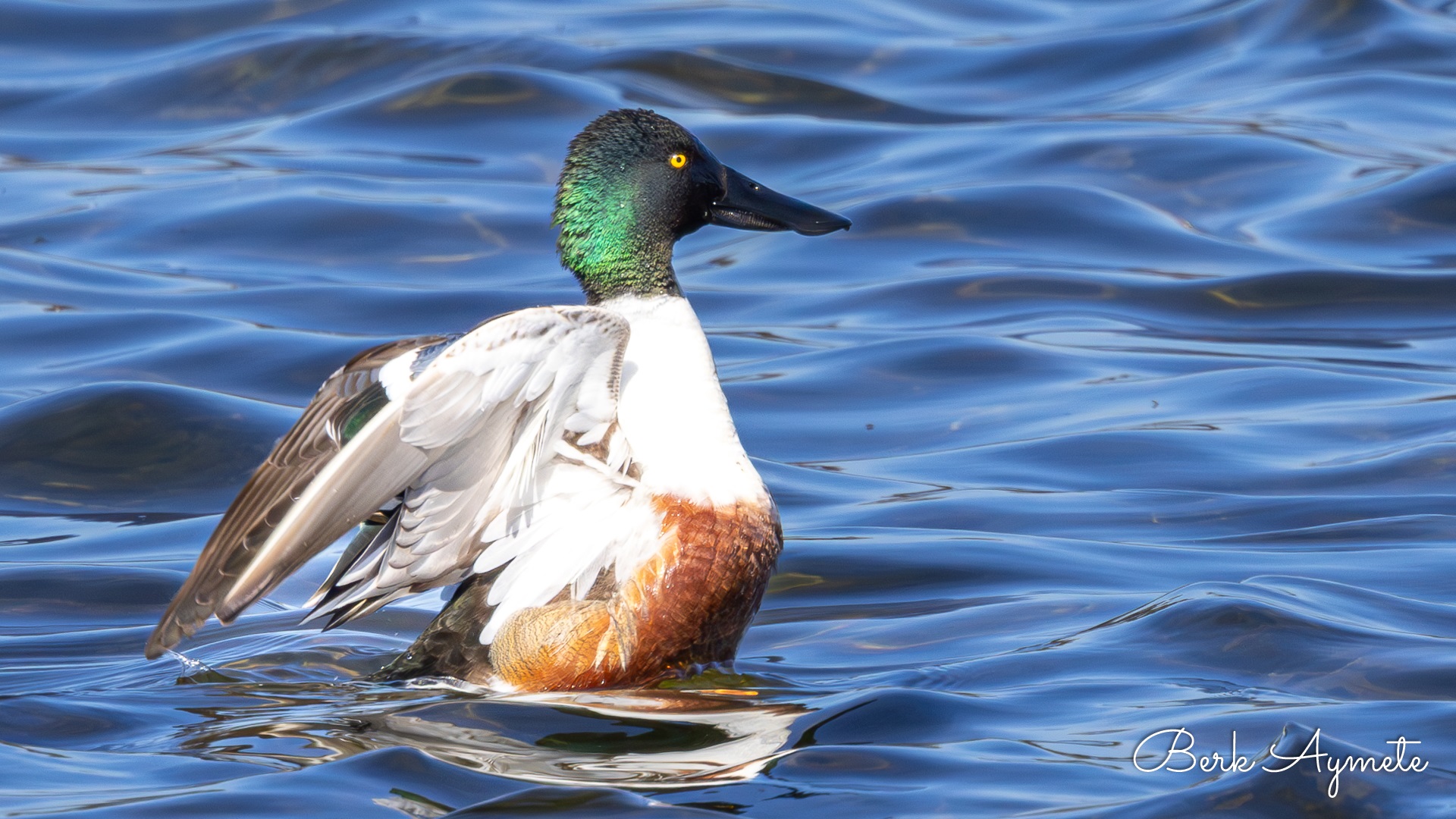 Kaşıkgaga » Northern Shoveler » Spatula clypeata