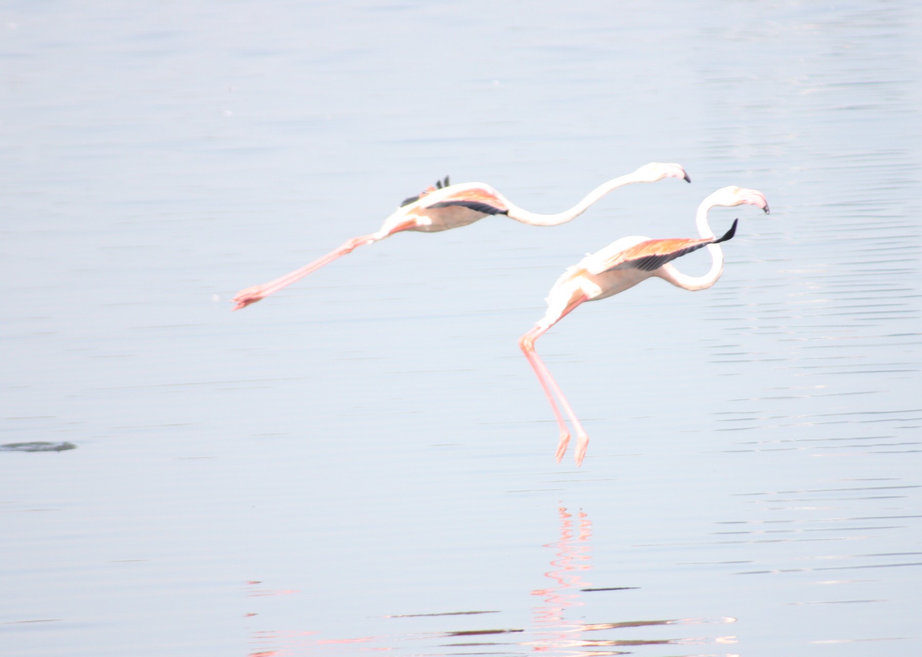Flamingo