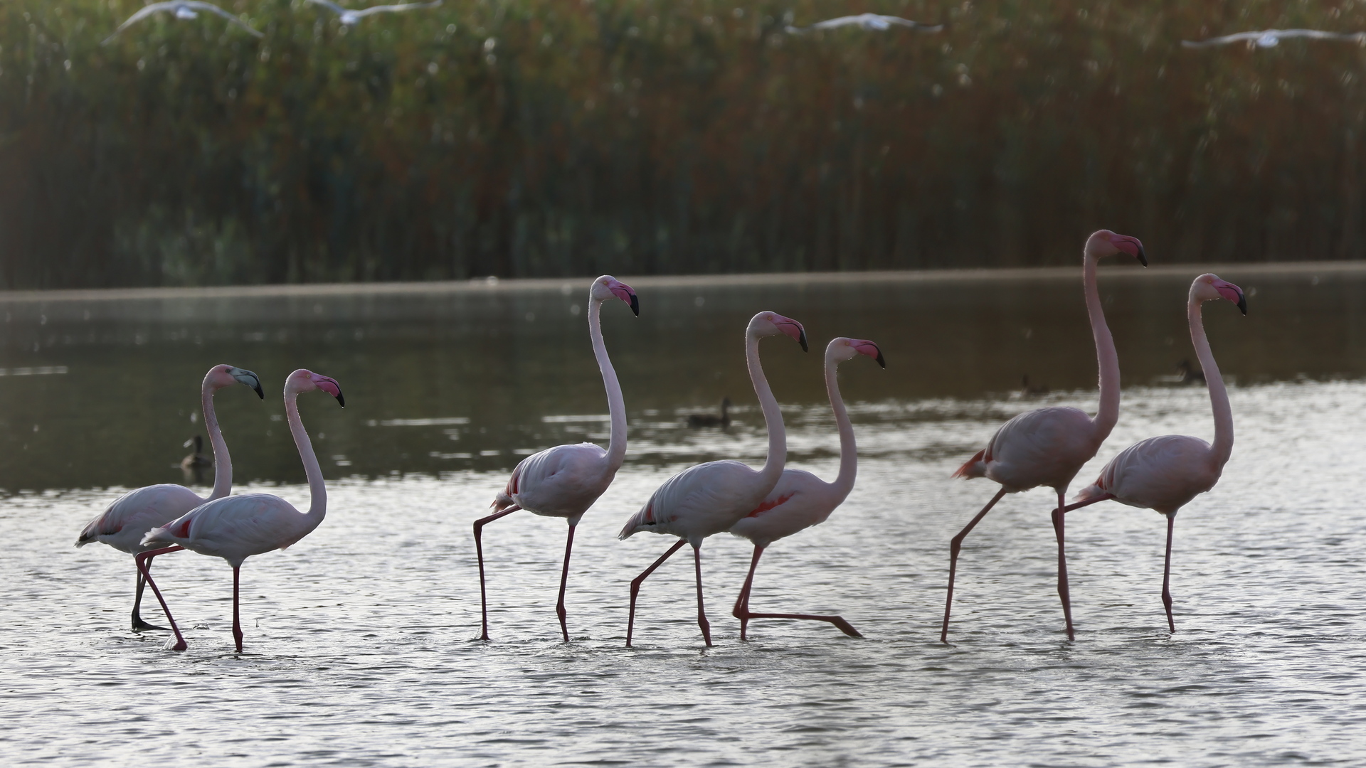 Flamingo