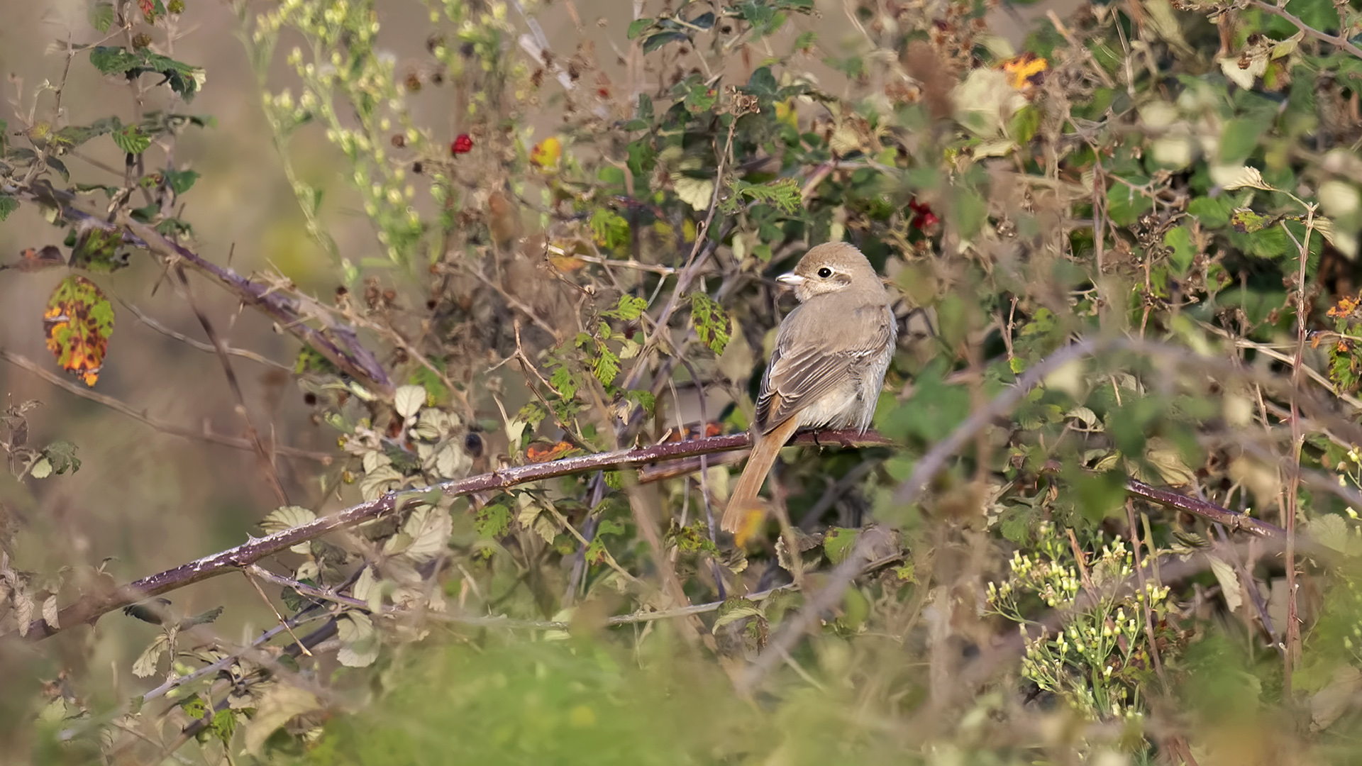 Kızılkuyruklu örümcekkuşu » Isabelline Shrike » Lanius isabellinus