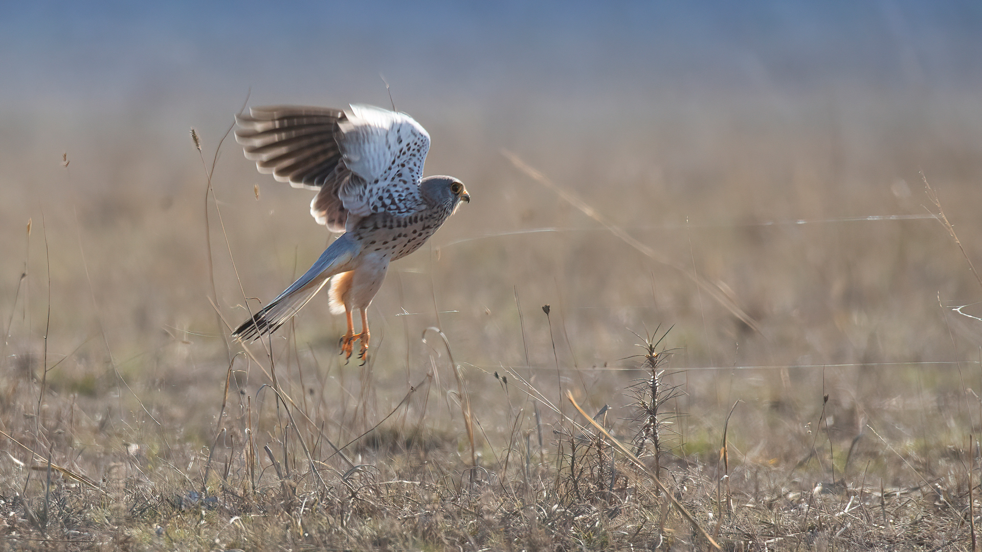 Kerkenez » Common Kestrel » Falco tinnunculus
