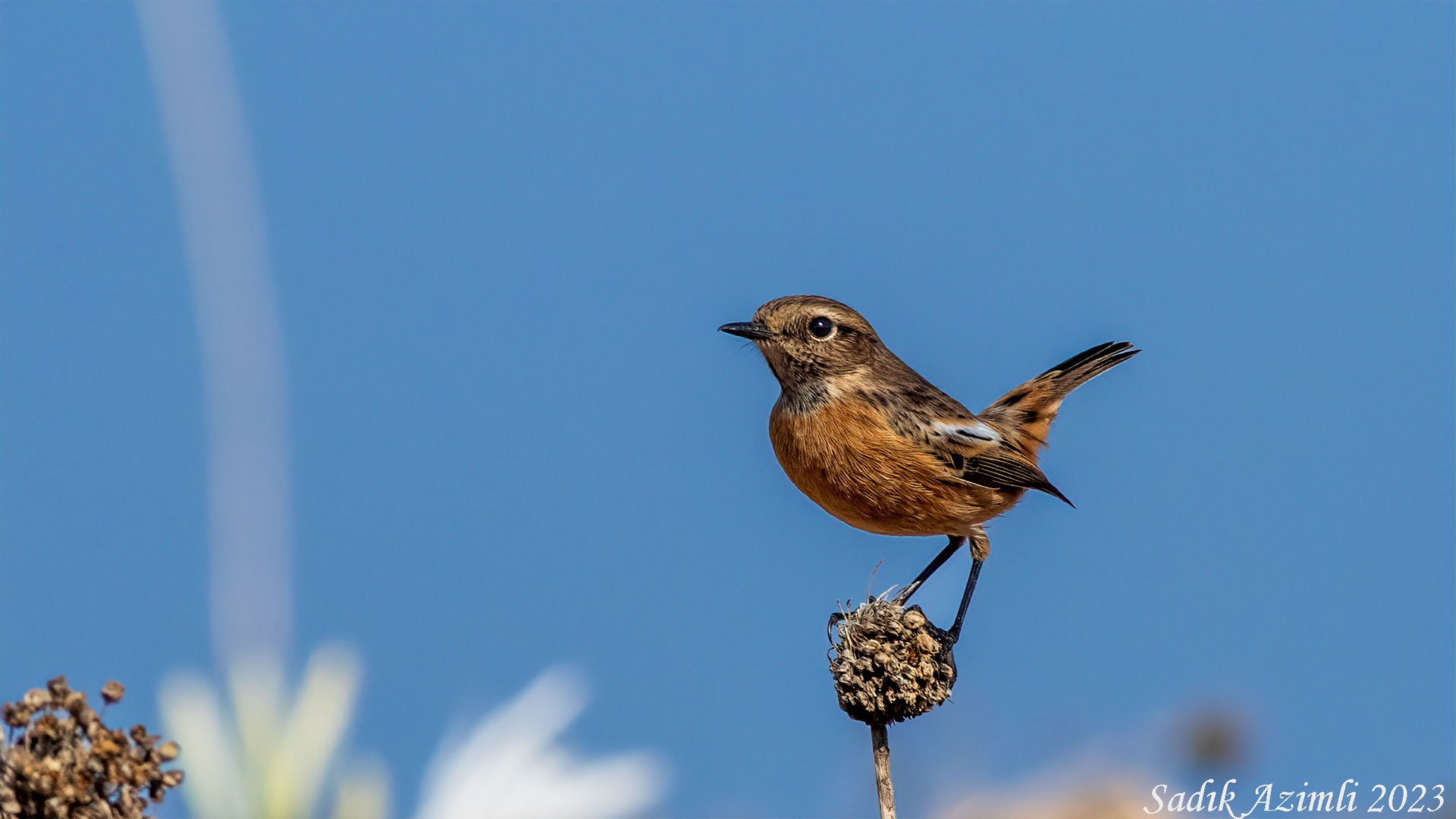 Taşkuşu