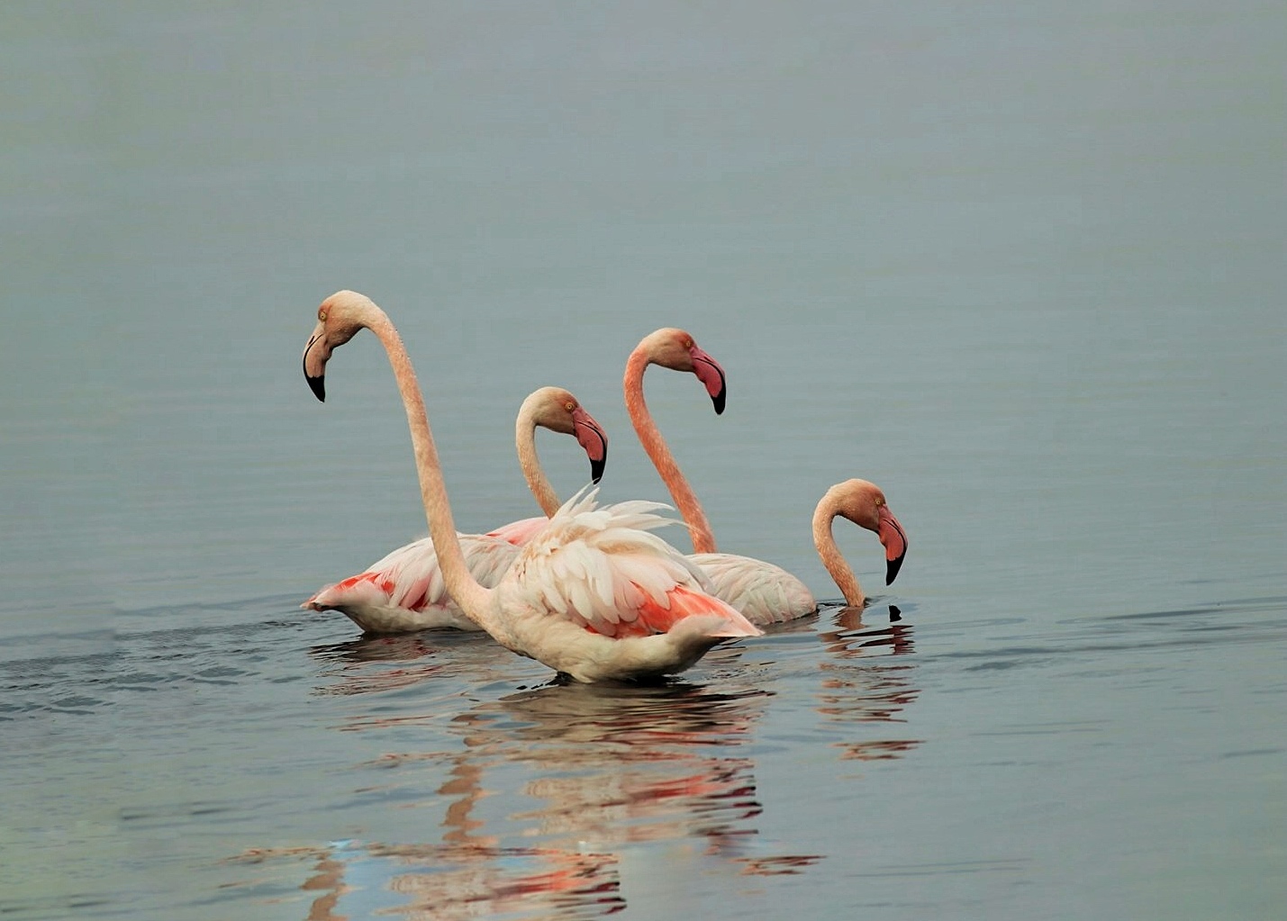 Flamingo