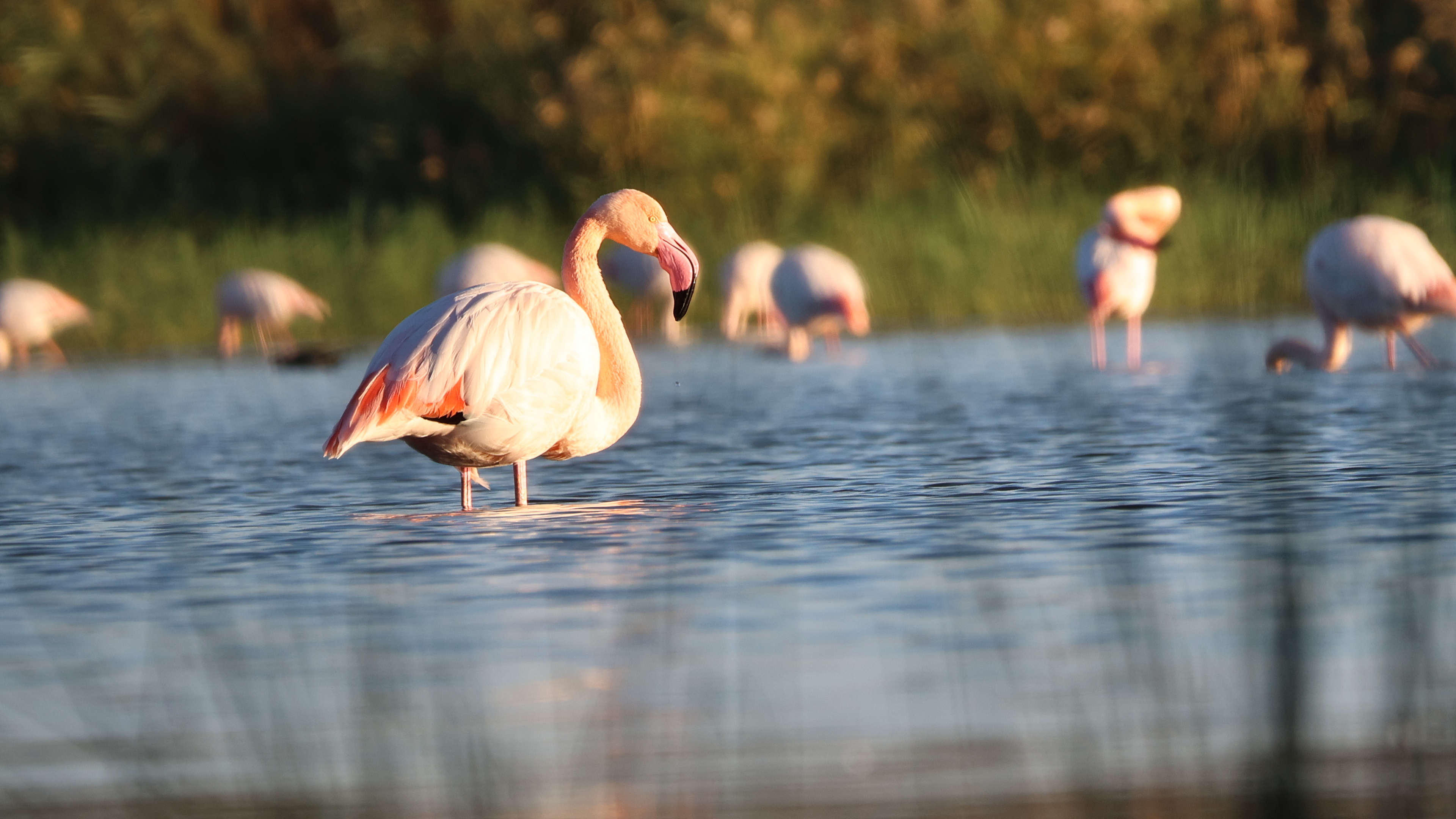 Flamingo