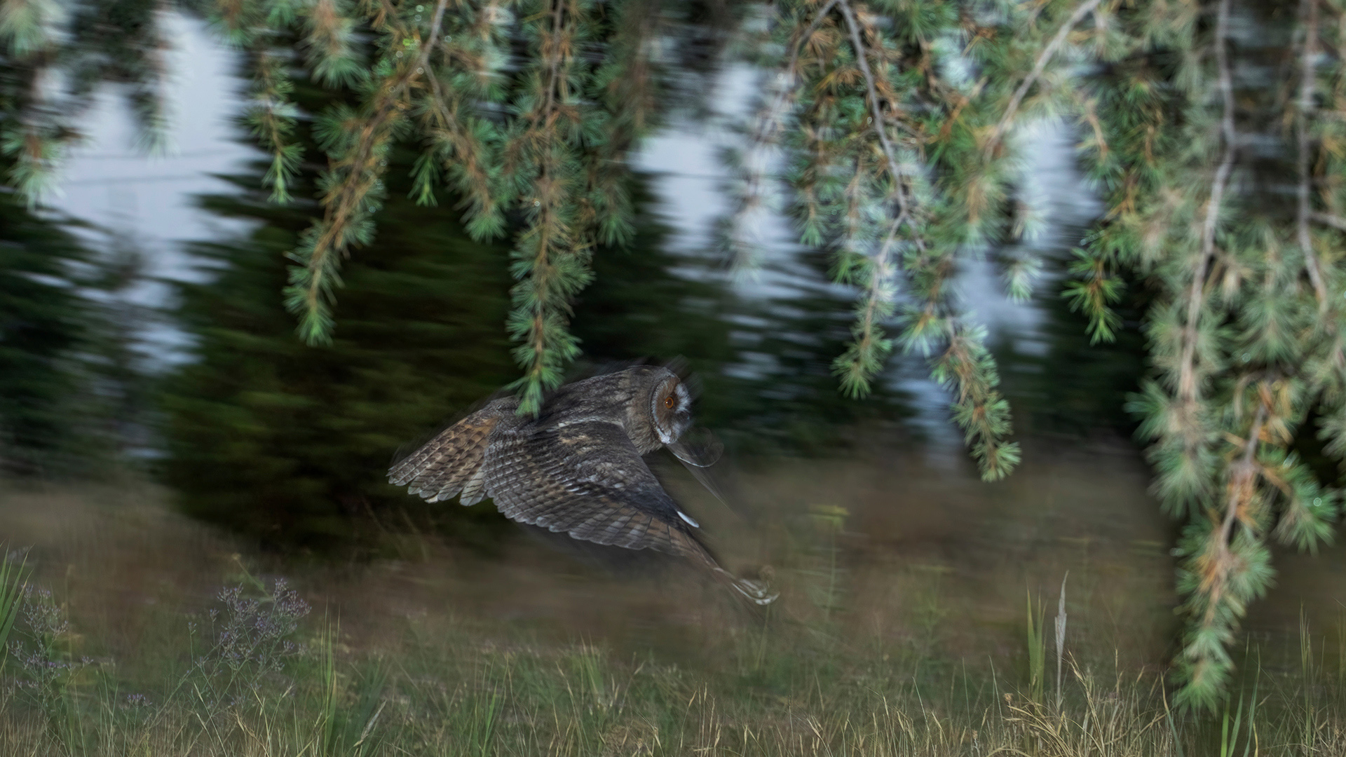 Kulaklı orman baykuşu » Long-eared Owl » Asio otus