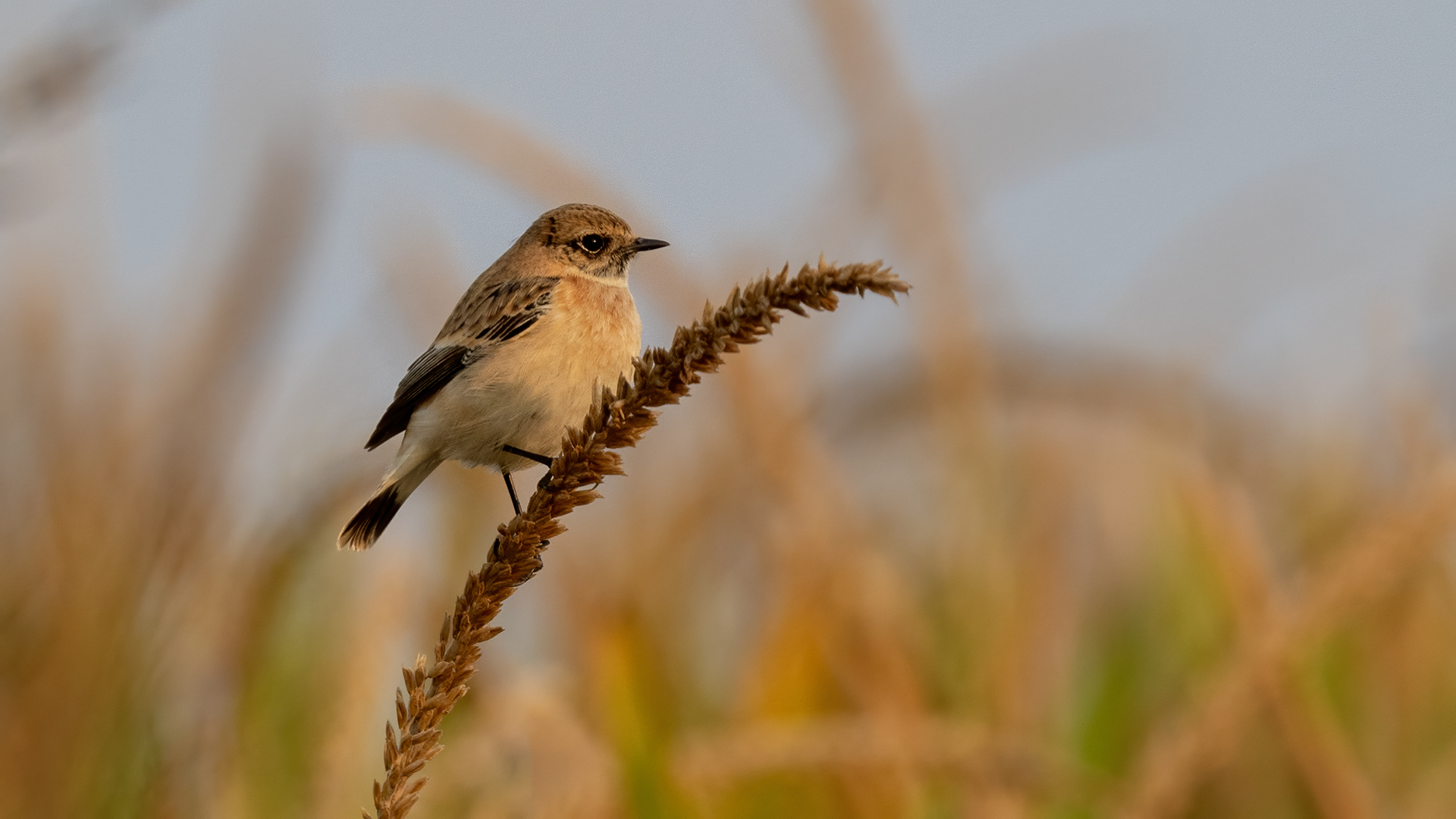 Sibirya taşkuşu » Siberian Stonechat » Saxicola maurus