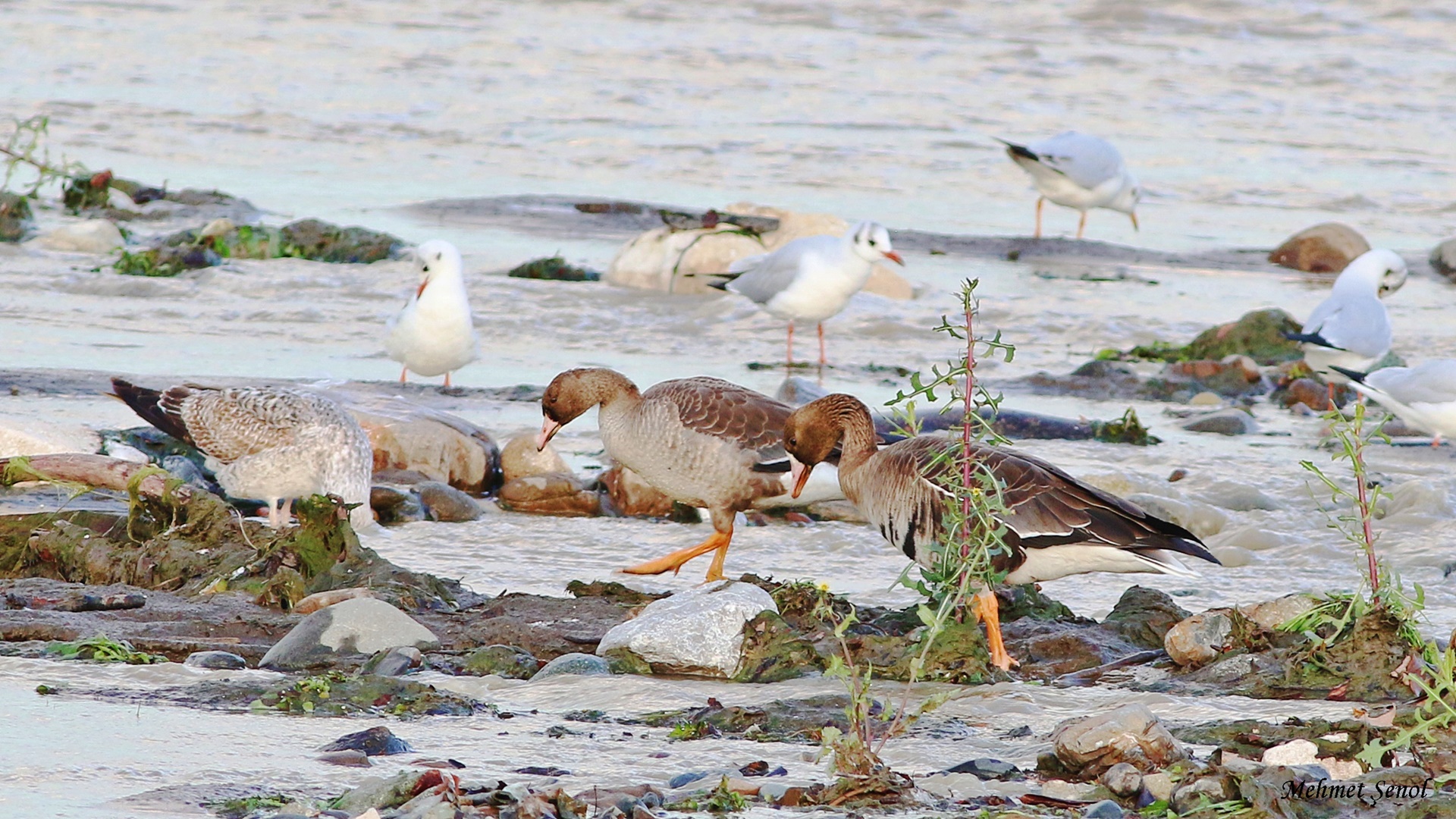 Sakarca » Greater White-fronted Goose » Anser albifrons