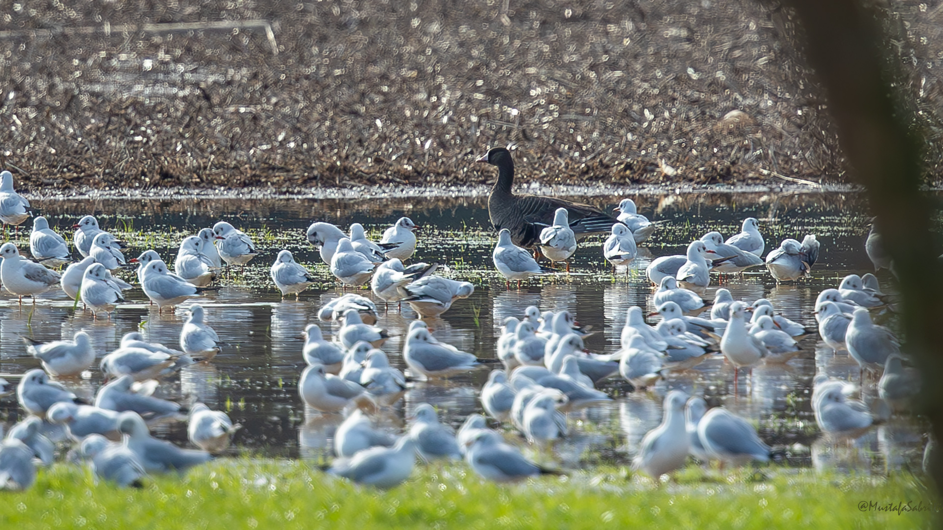 Sakarca