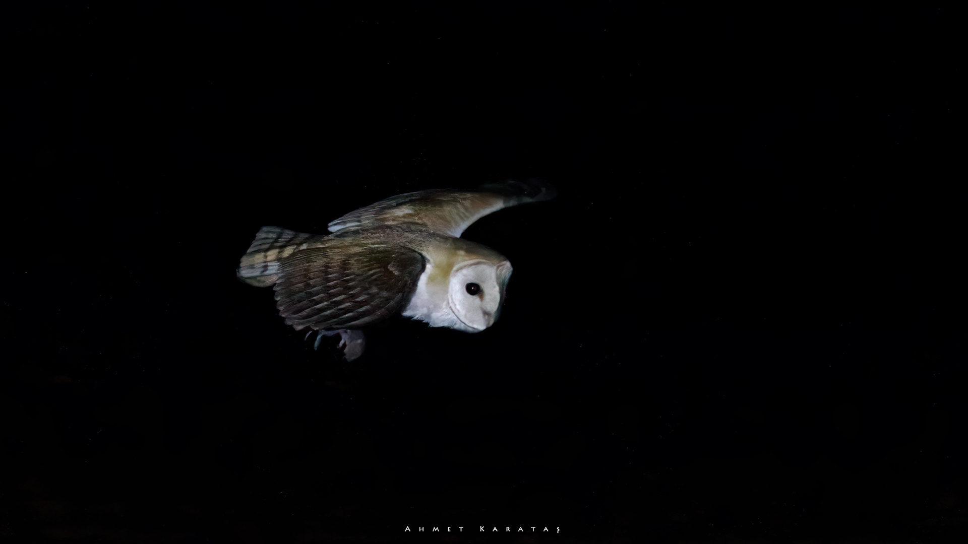 Peçeli baykuş » Western Barn Owl » Tyto alba