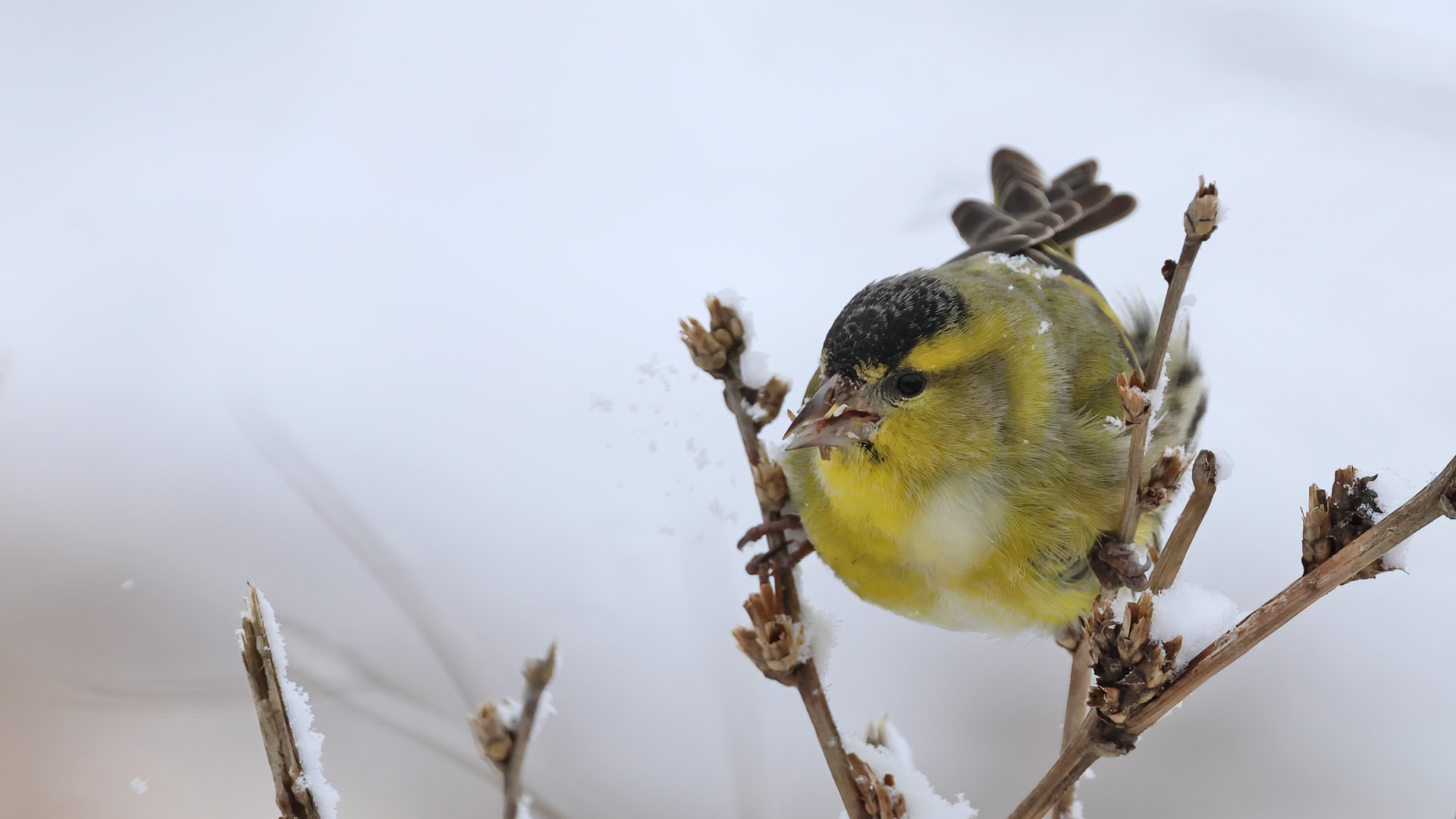 Karabaşlı iskete