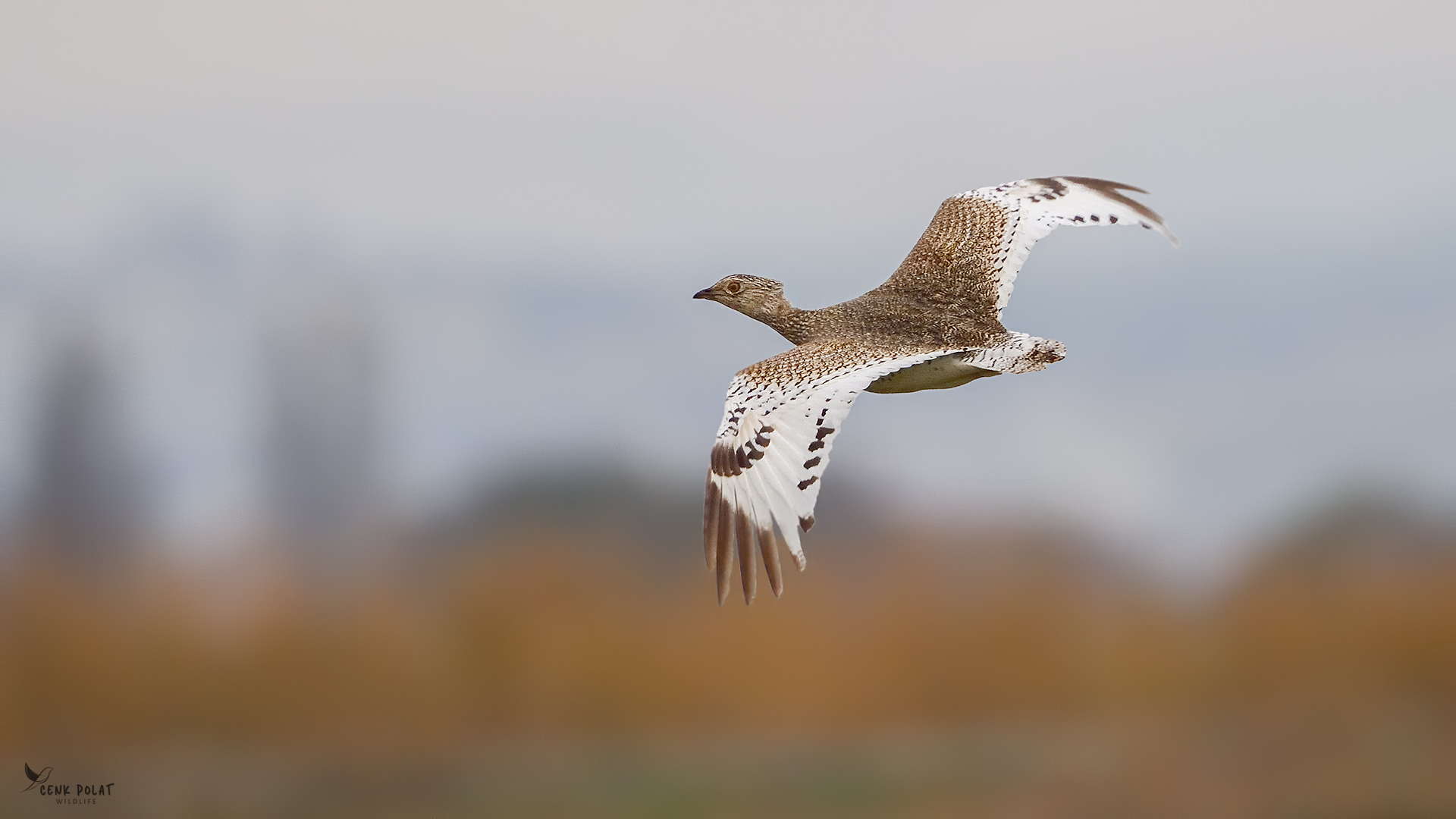 Mezgeldek » Little Bustard » Tetrax tetrax