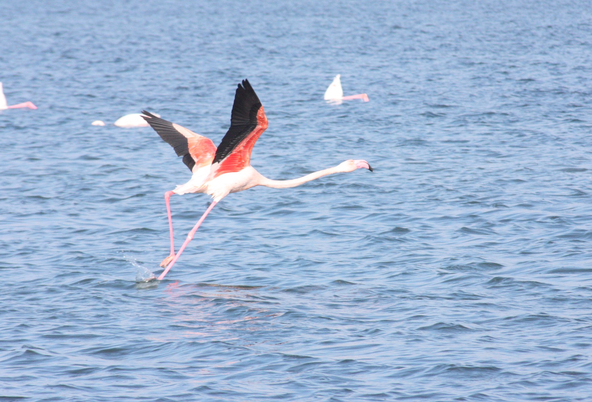 Flamingo