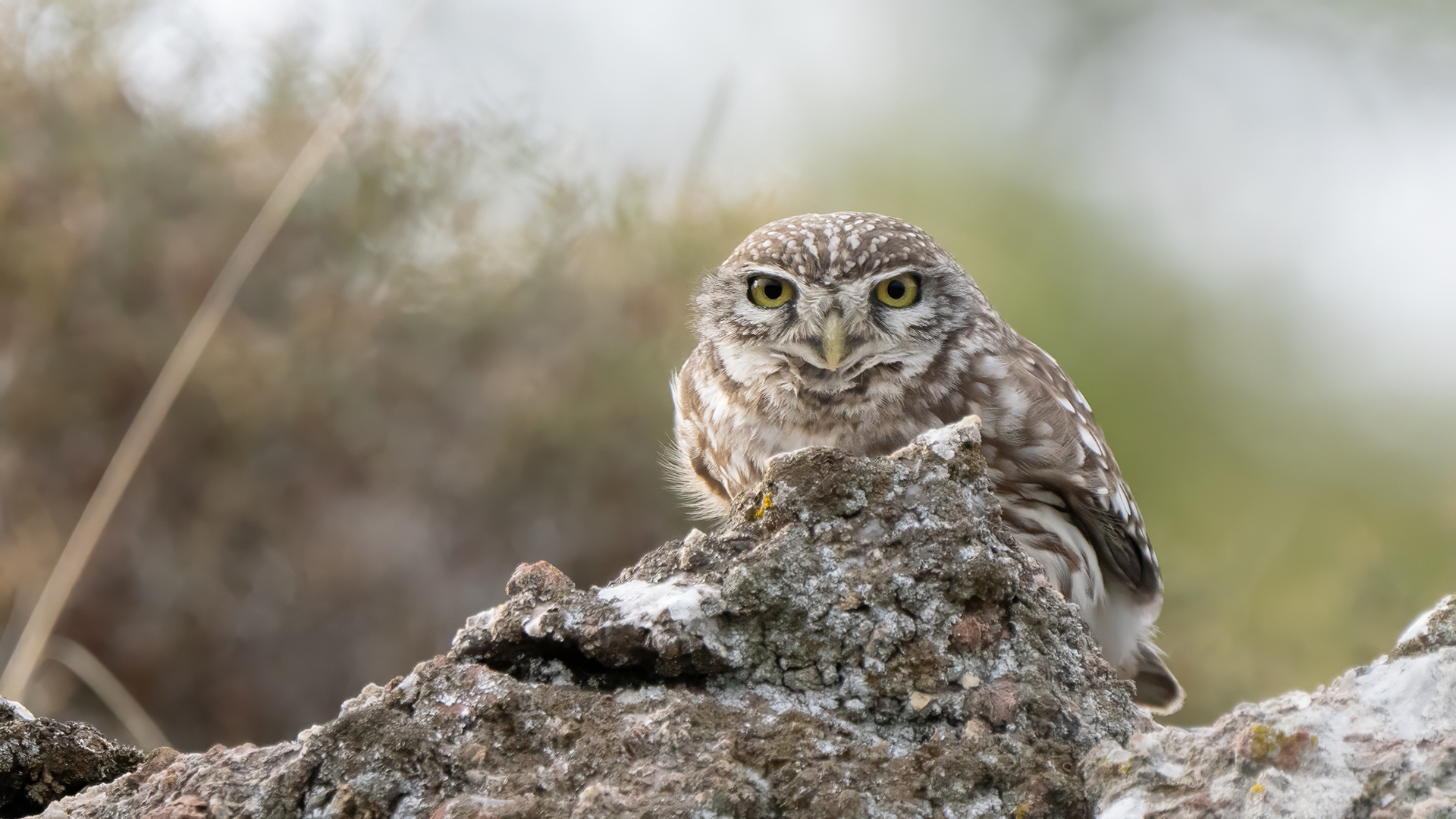 Kukumav » Little Owl » Athene noctua