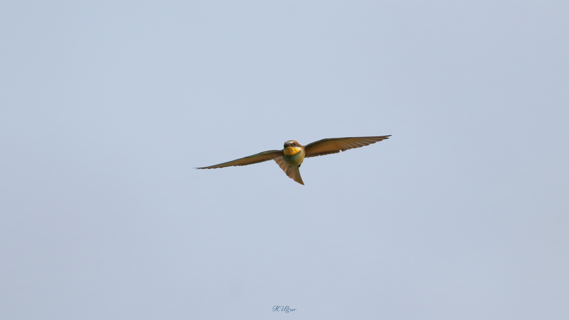 Arıkuşu » European Bee-eater » Merops apiaster