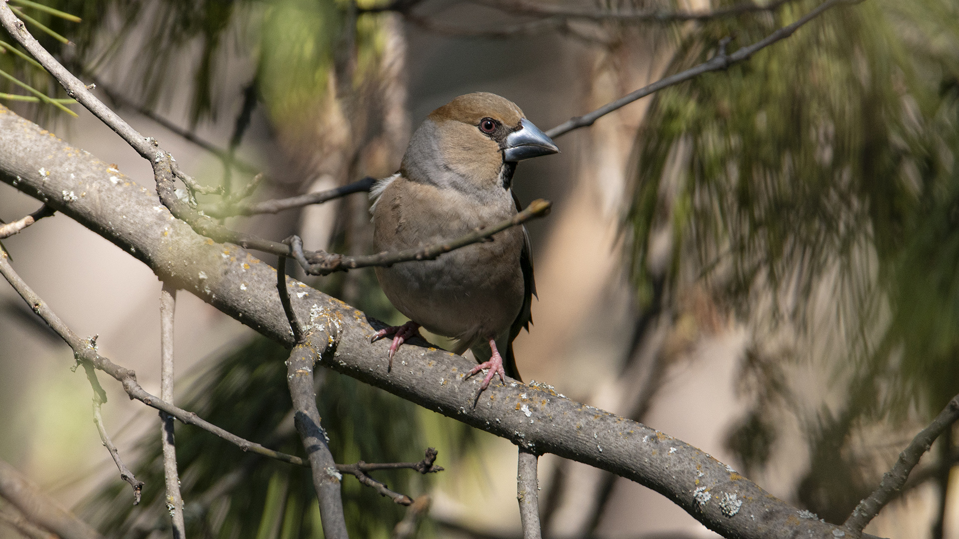 Kocabaş » Hawfinch » Coccothraustes coccothraustes