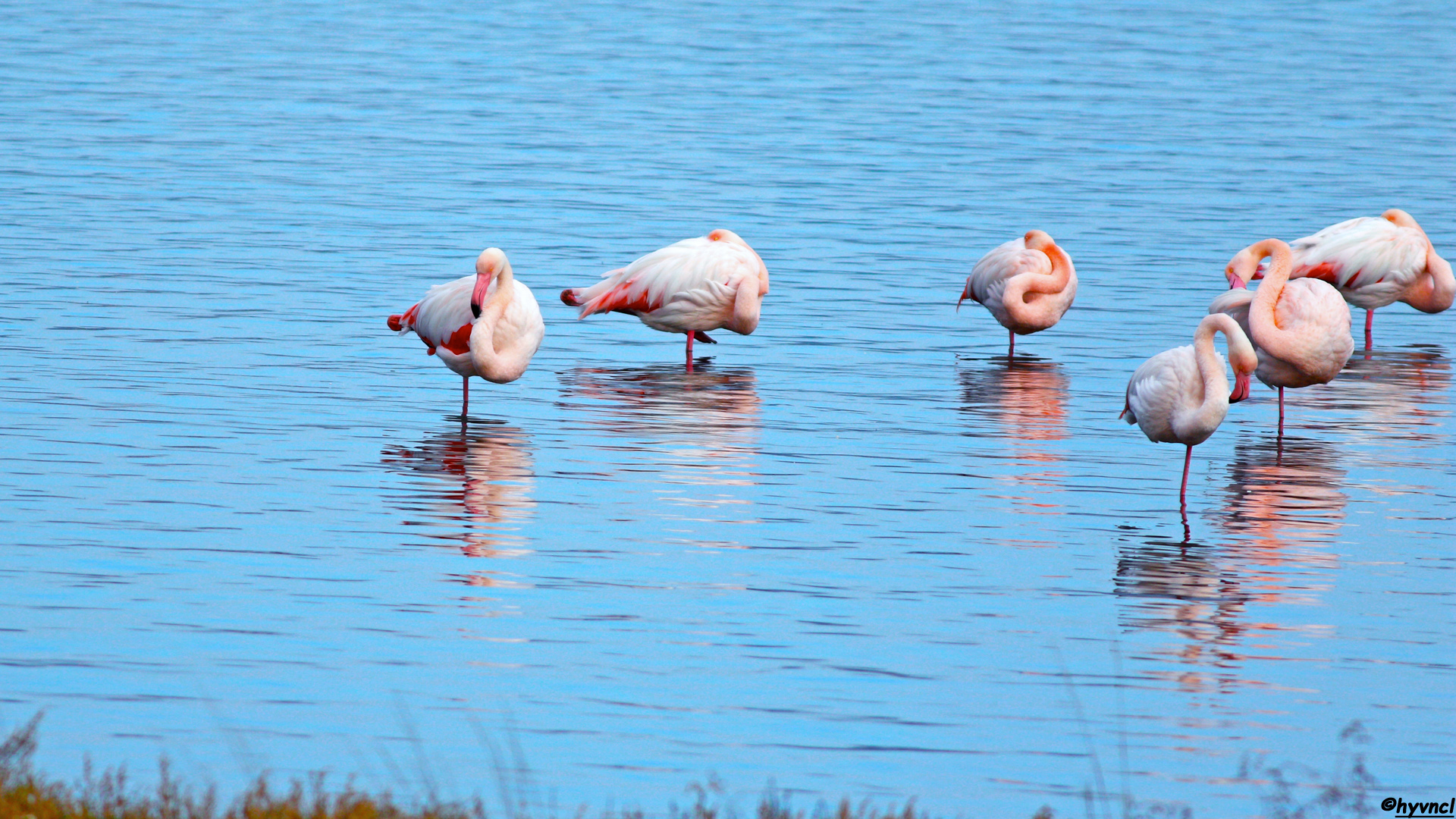 Flamingo
