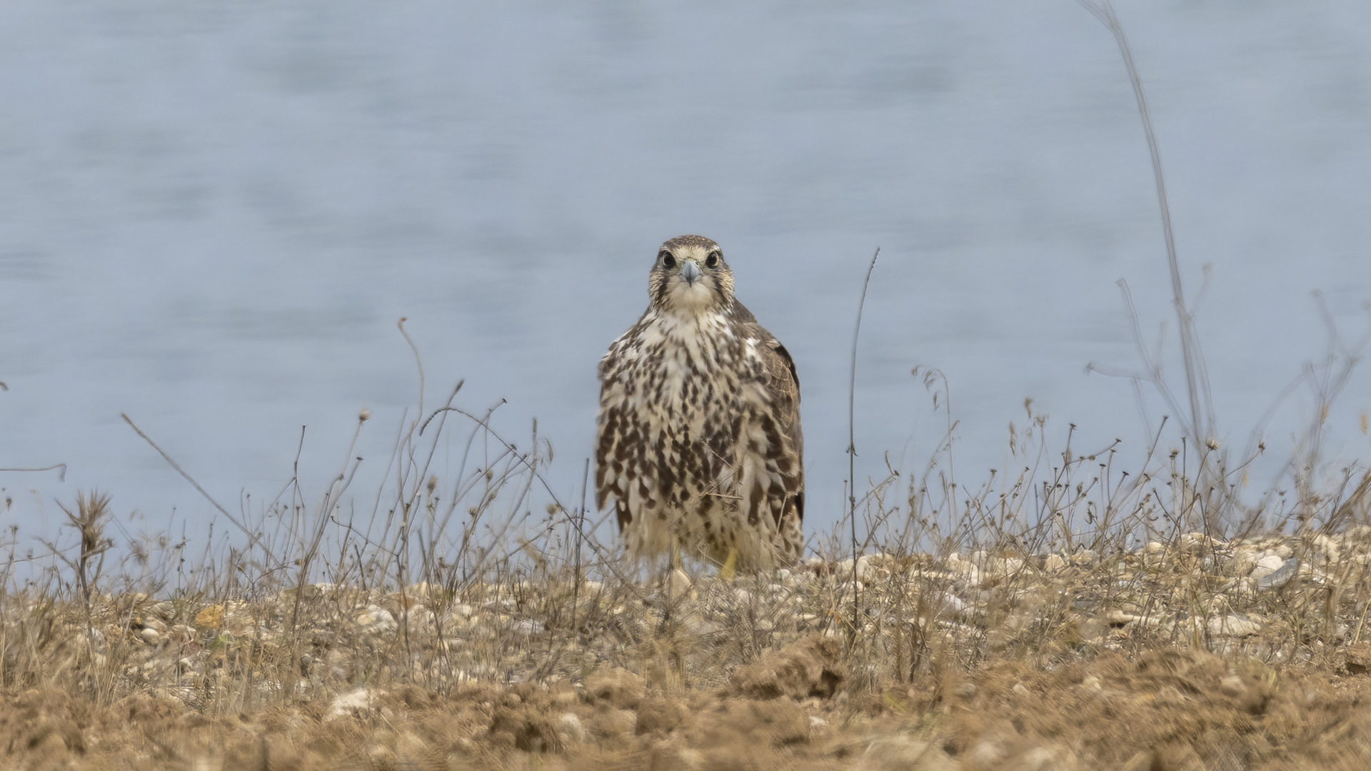 Ulu doğan » Saker Falcon » Falco cherrug