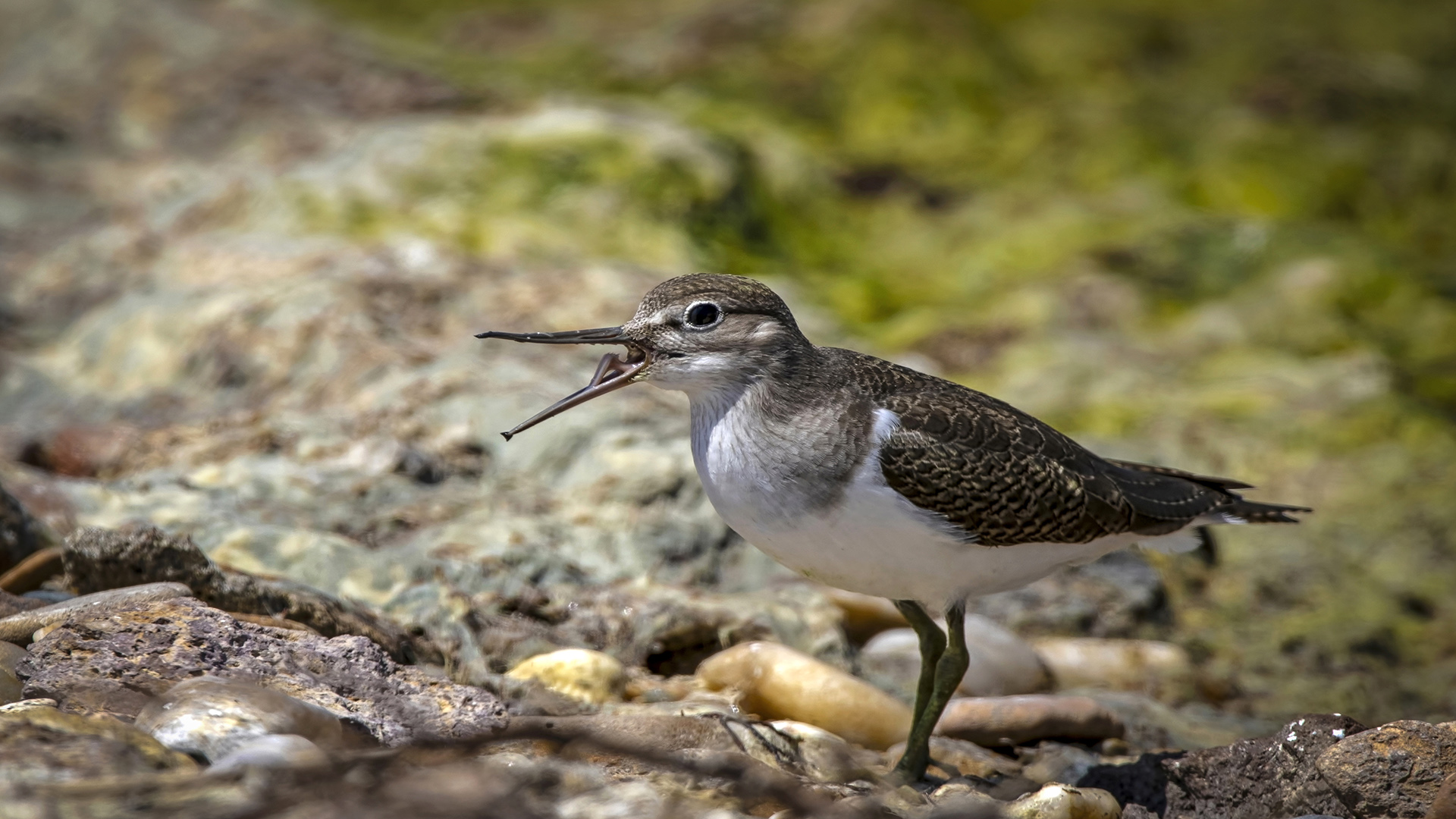 Dere düdükçünü » Common Sandpiper » Actitis hypoleucos