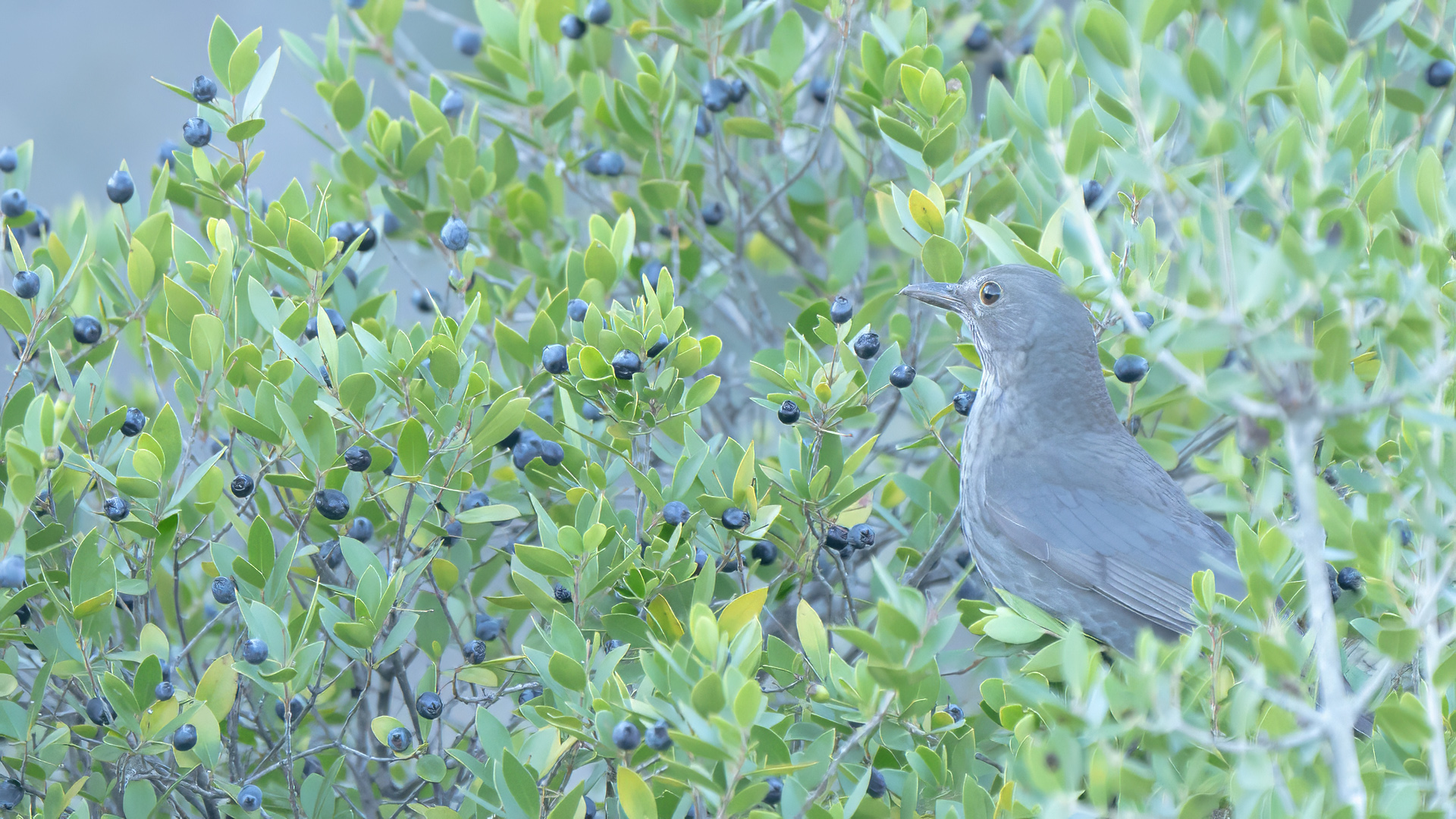 Karatavuk » Common Blackbird » Turdus merula