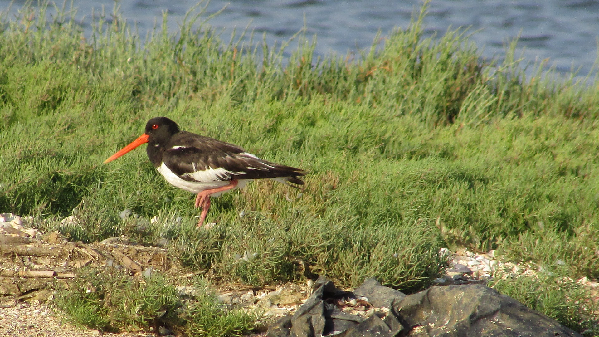 Poyrazkuşu » Eurasian Oystercatcher » Haematopus ostralegus