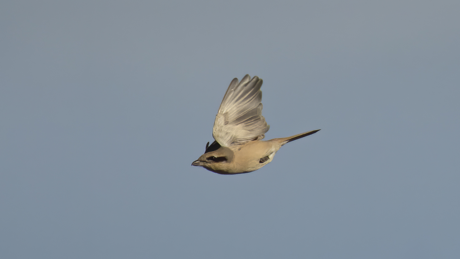 Kızılkuyruklu örümcekkuşu