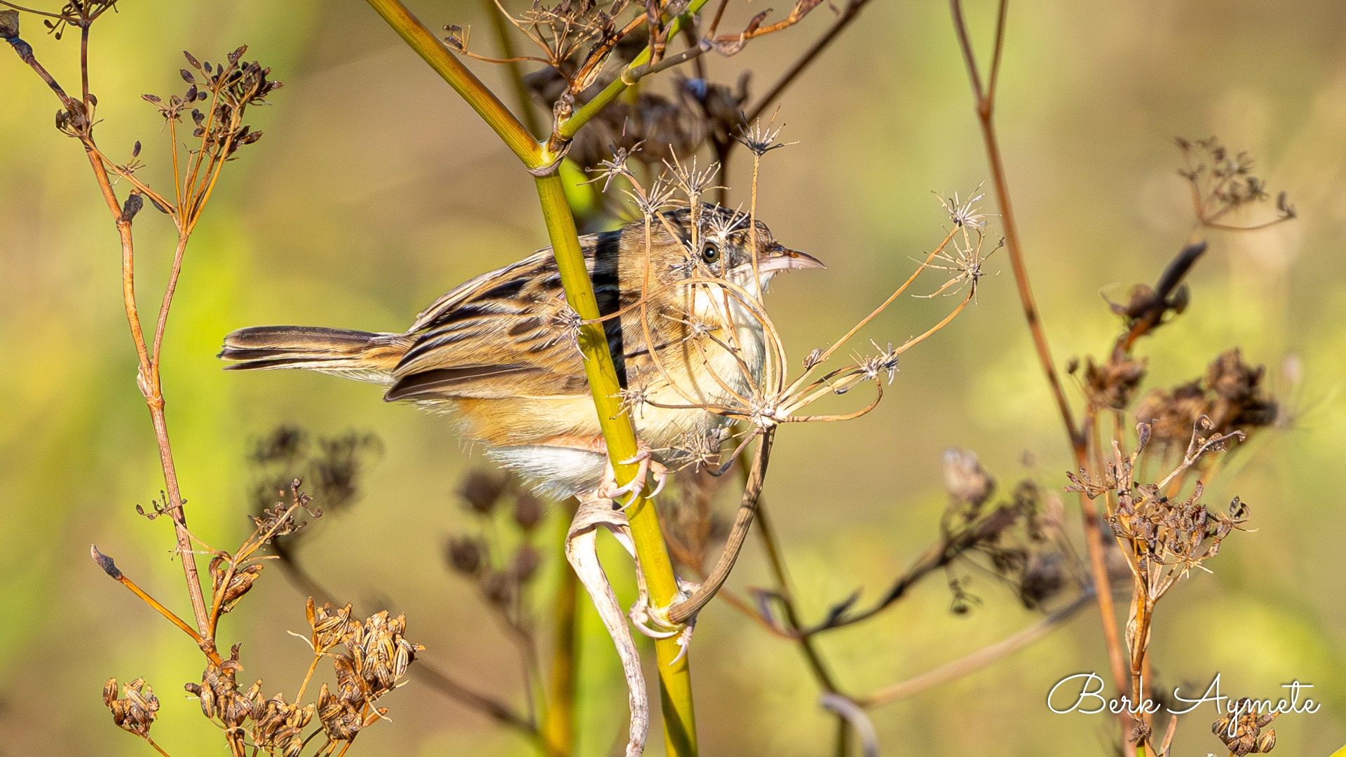 Yelpazekuyruk » Zitting Cisticola » Cisticola juncidis