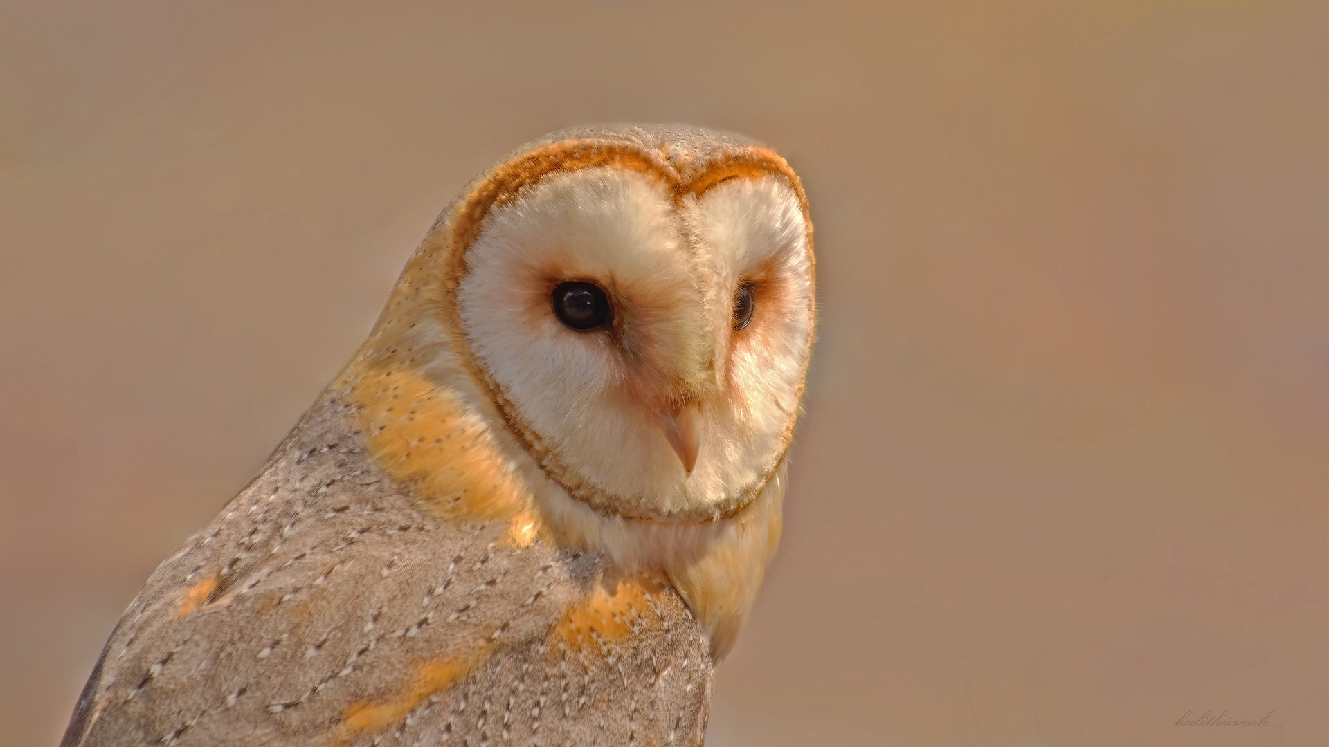 Peçeli baykuş » Western Barn Owl » Tyto alba