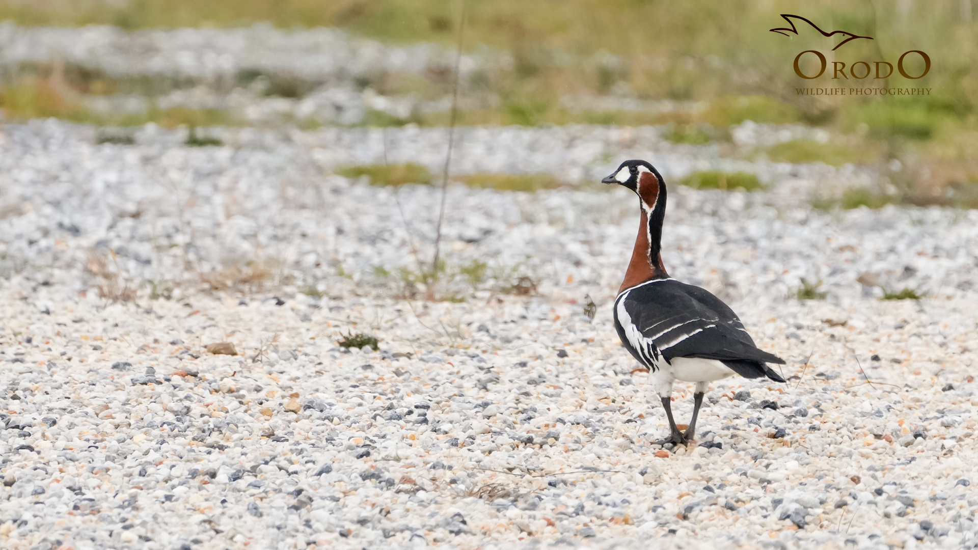 Sibirya kazı » Red-breasted Goose » Branta ruficollis