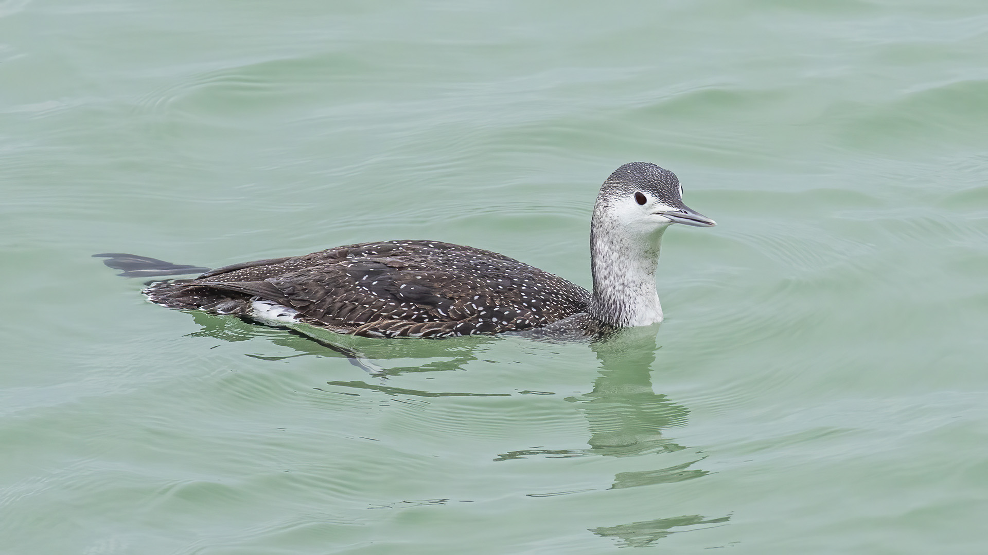 Kızılgerdanlı dalgıç » Red-throated Loon » Gavia stellata