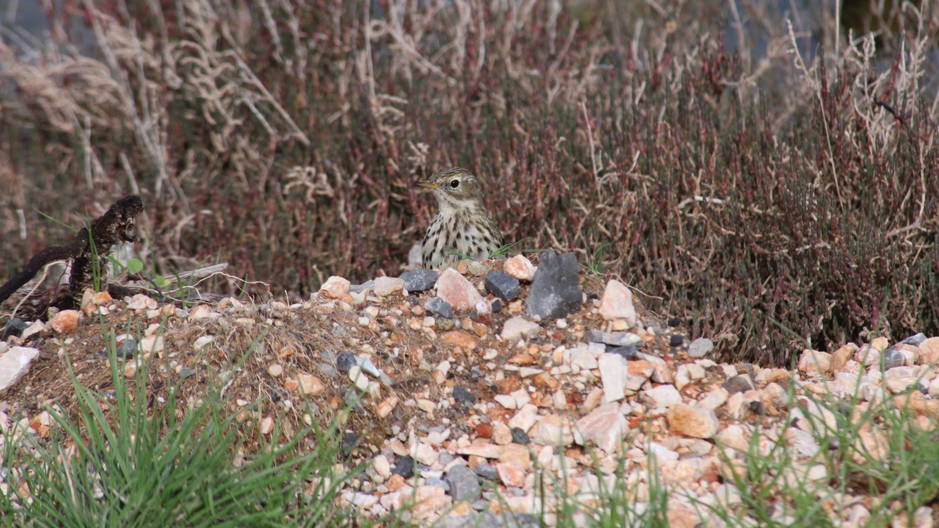 Çayır incirkuşu » Meadow Pipit » Anthus pratensis