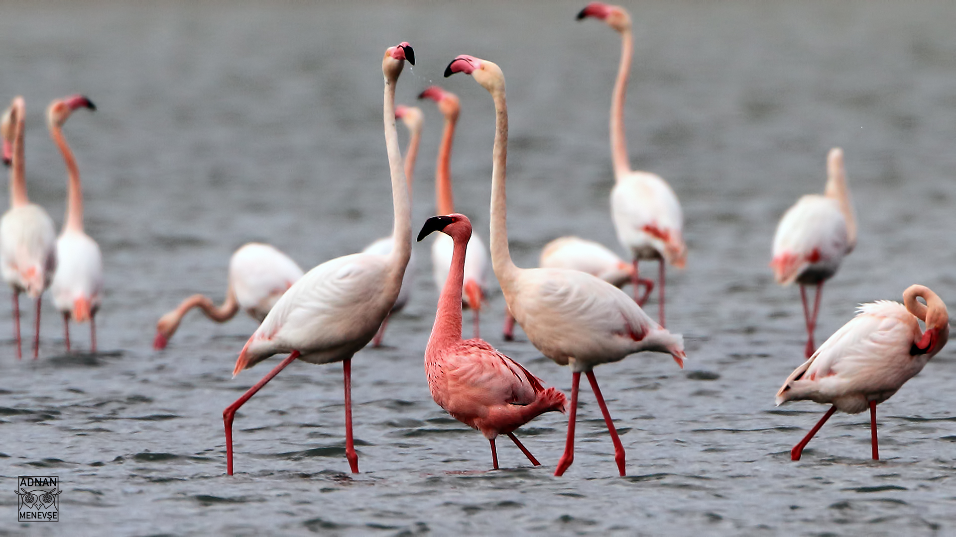 Küçük flamingo