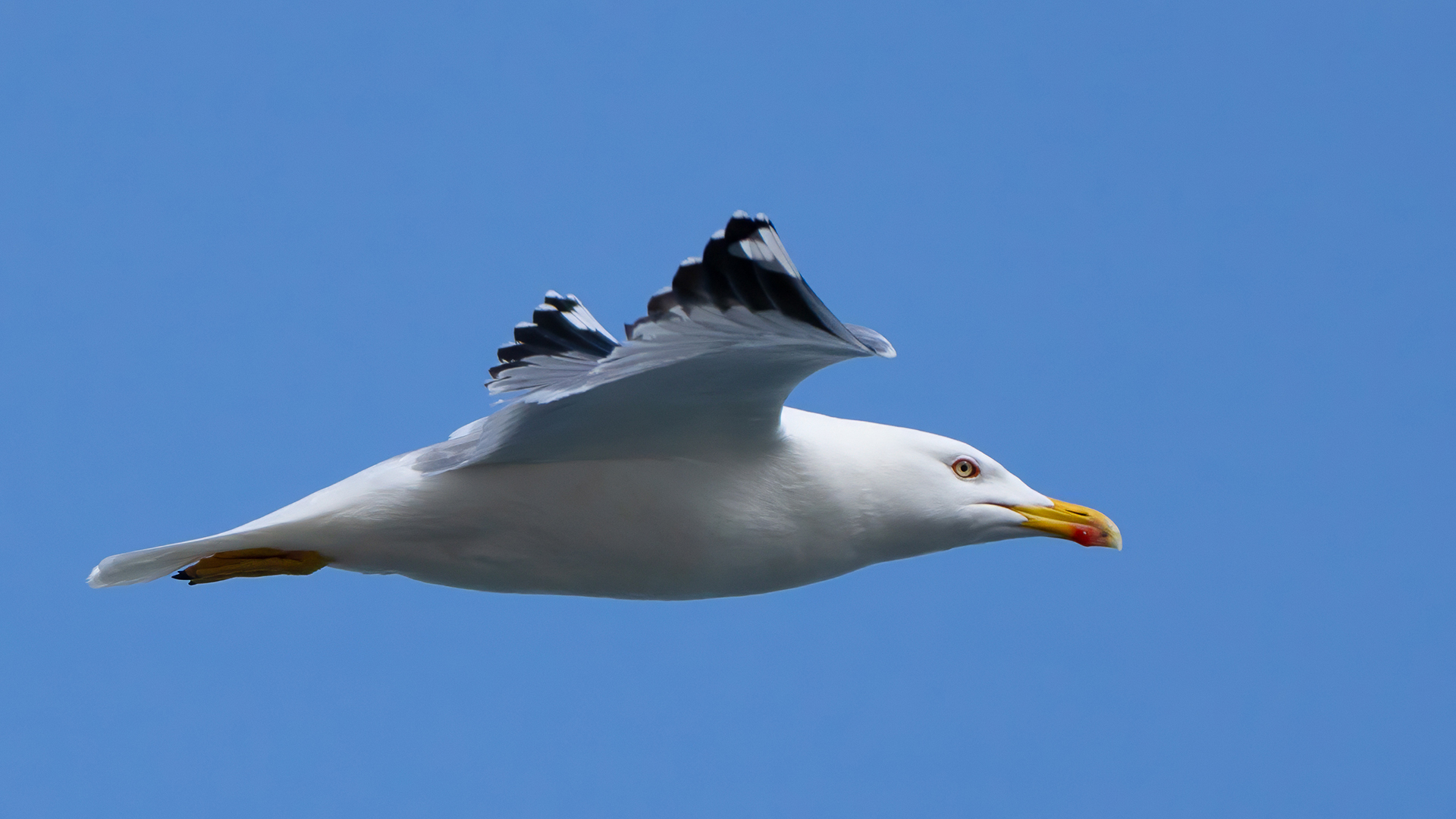Gümüş martı » Yellow-legged Gull » Larus michahellis