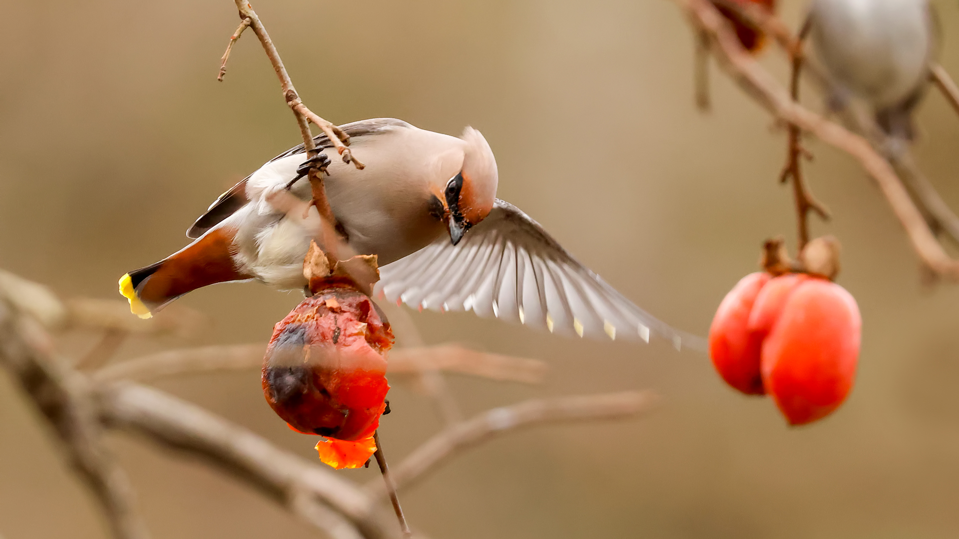 İpekkuyruk » Bohemian Waxwing » Bombycilla garrulus