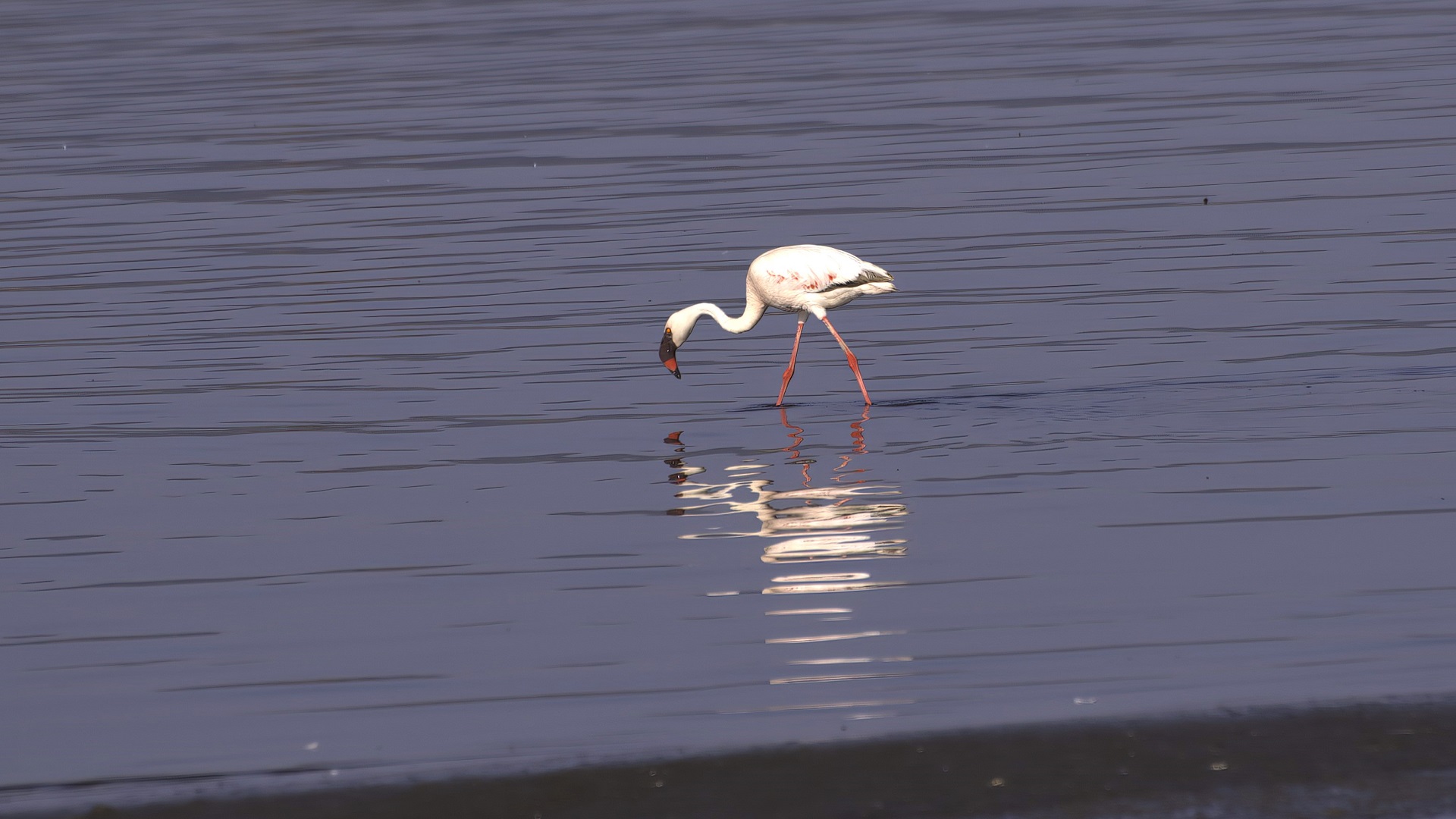 Küçük flamingo