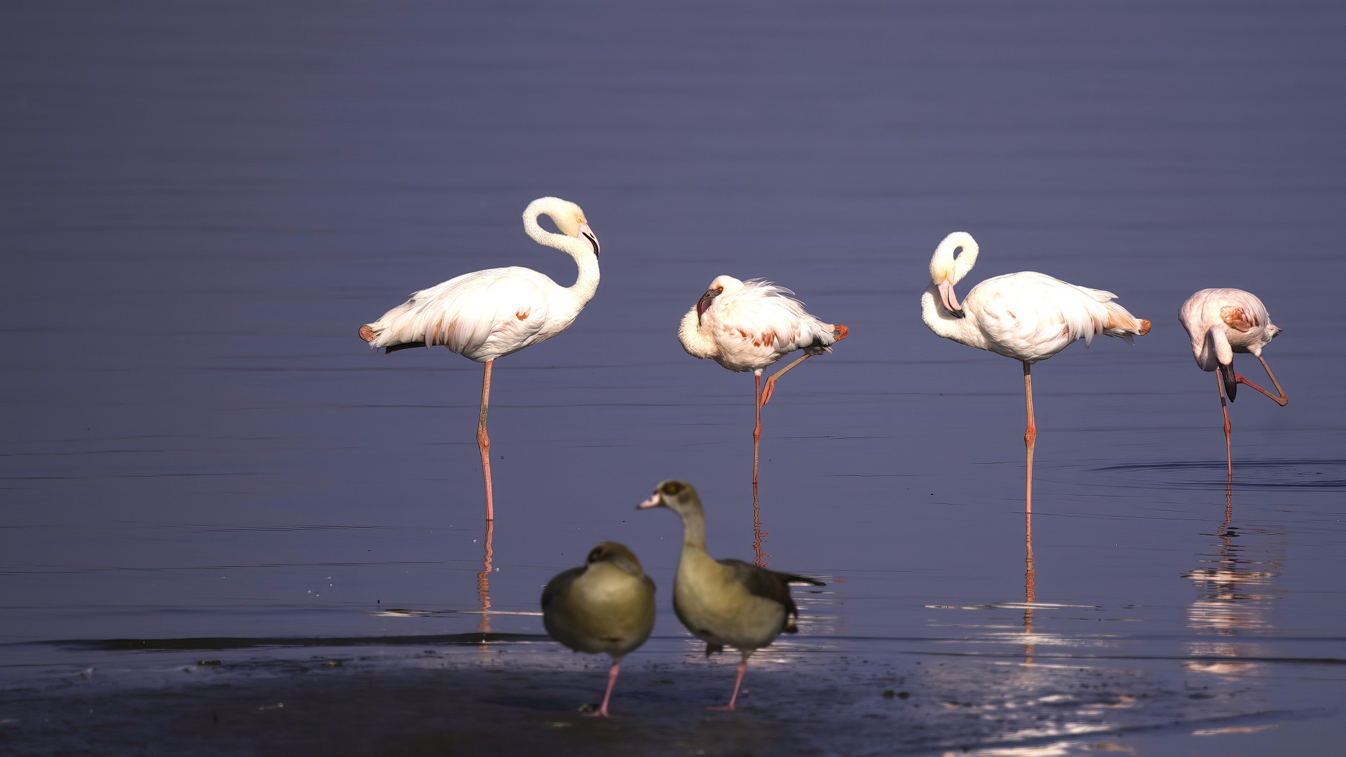 Küçük flamingo