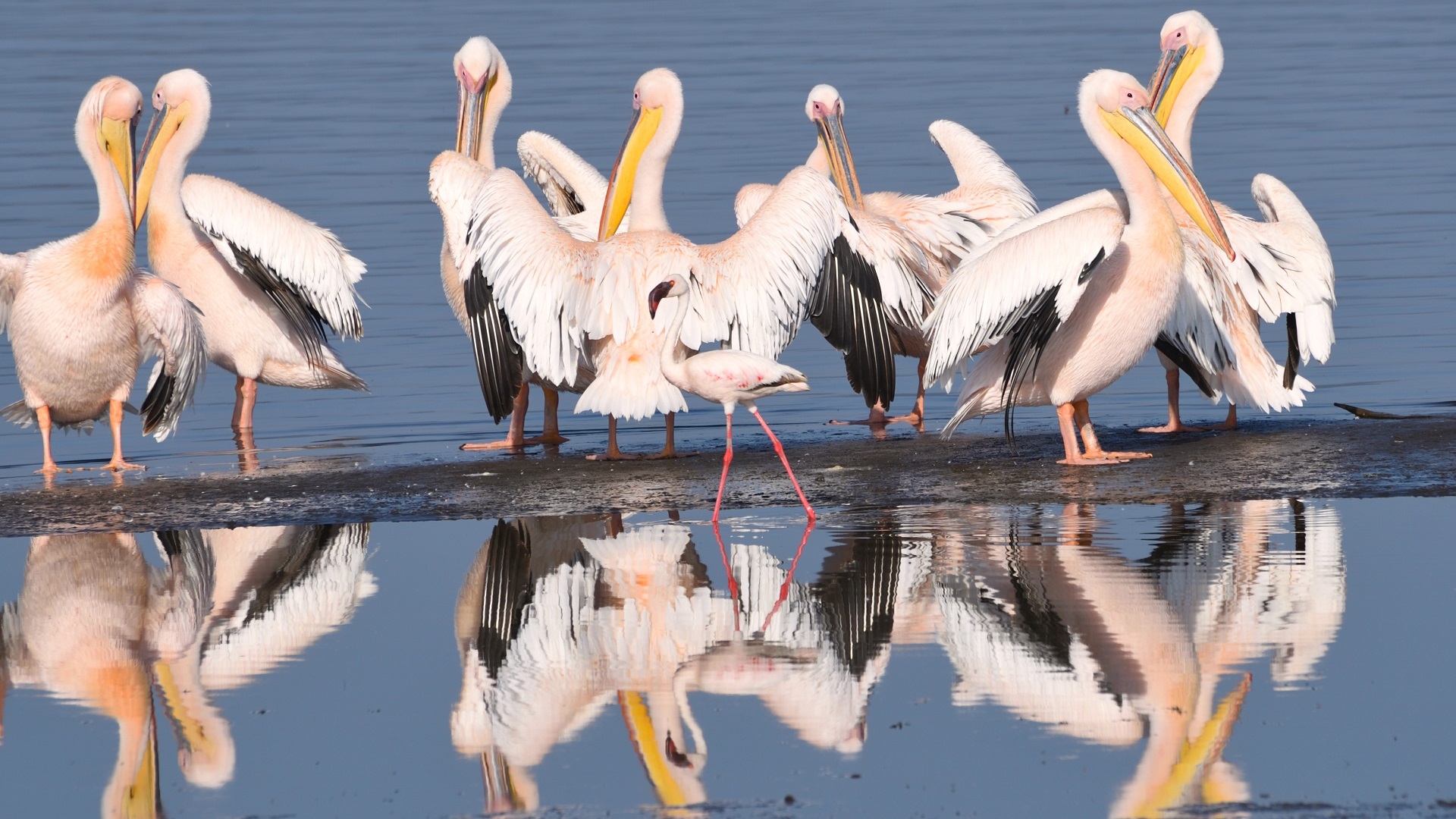 Küçük flamingo