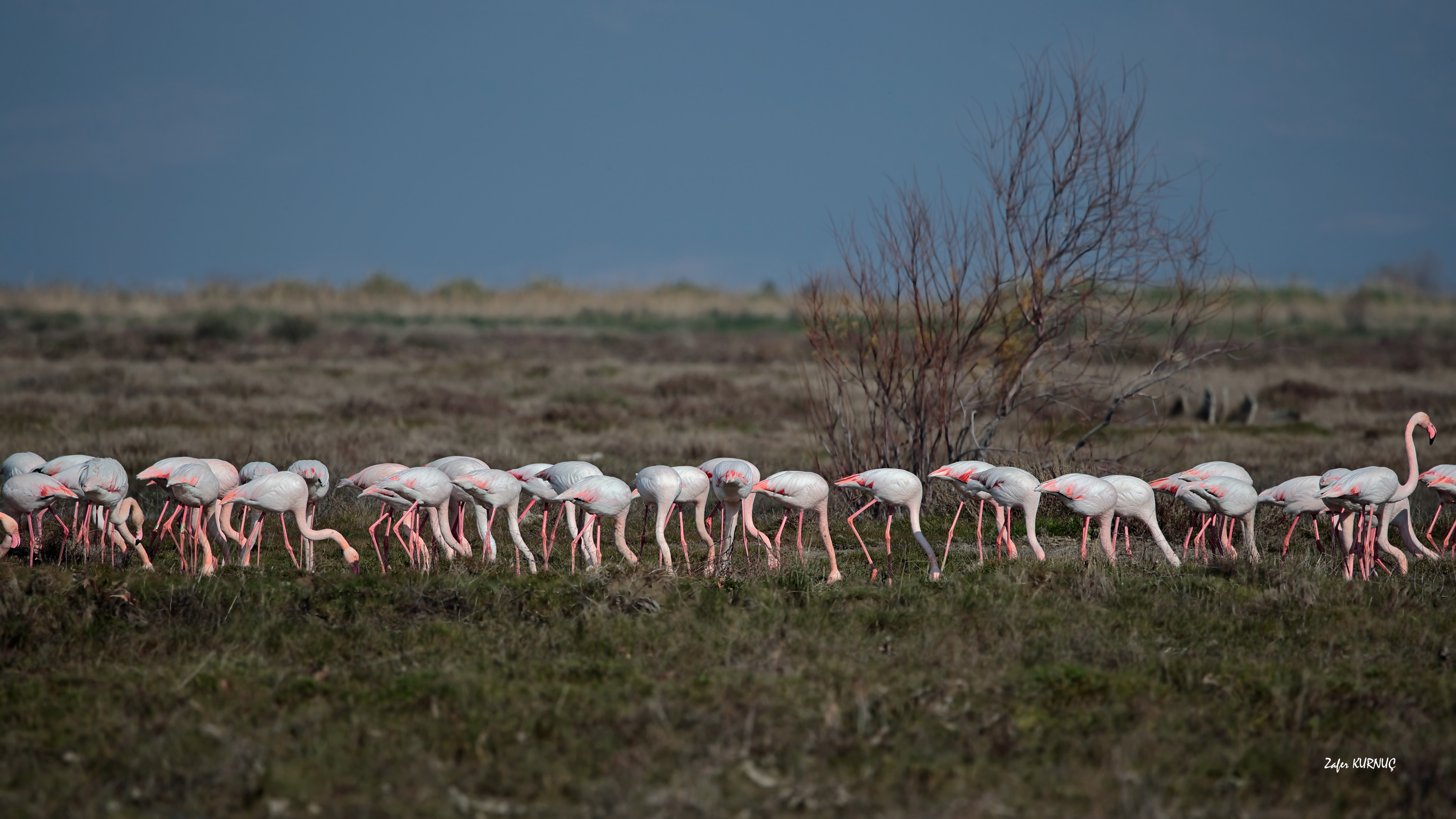 Flamingo