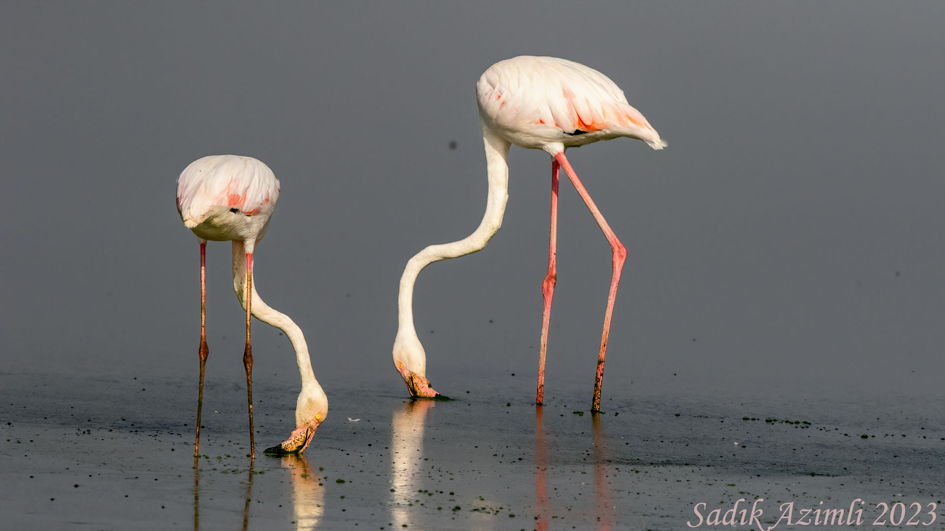 Flamingo