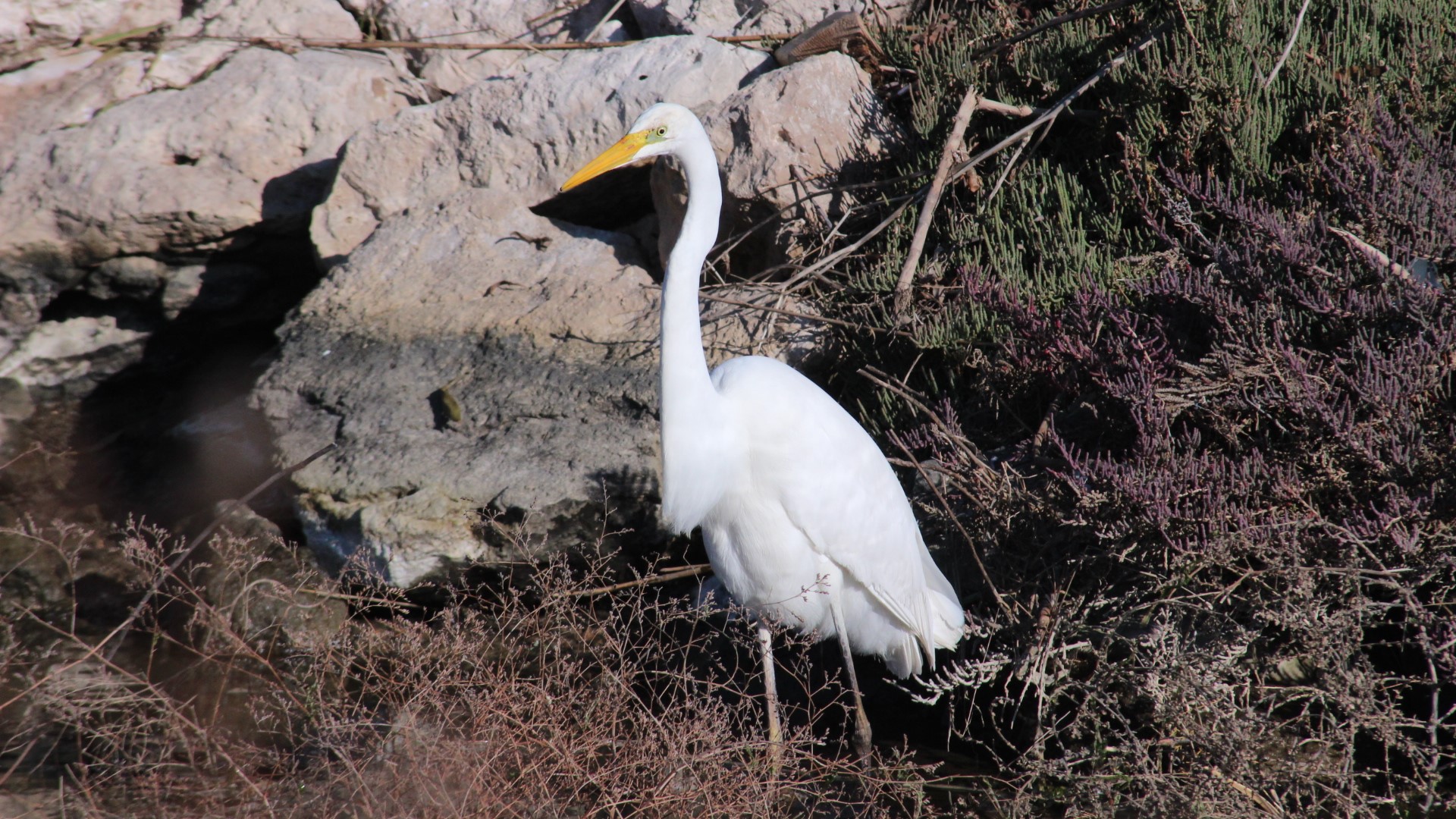 Büyük ak balıkçıl » Great Egret » Ardea alba