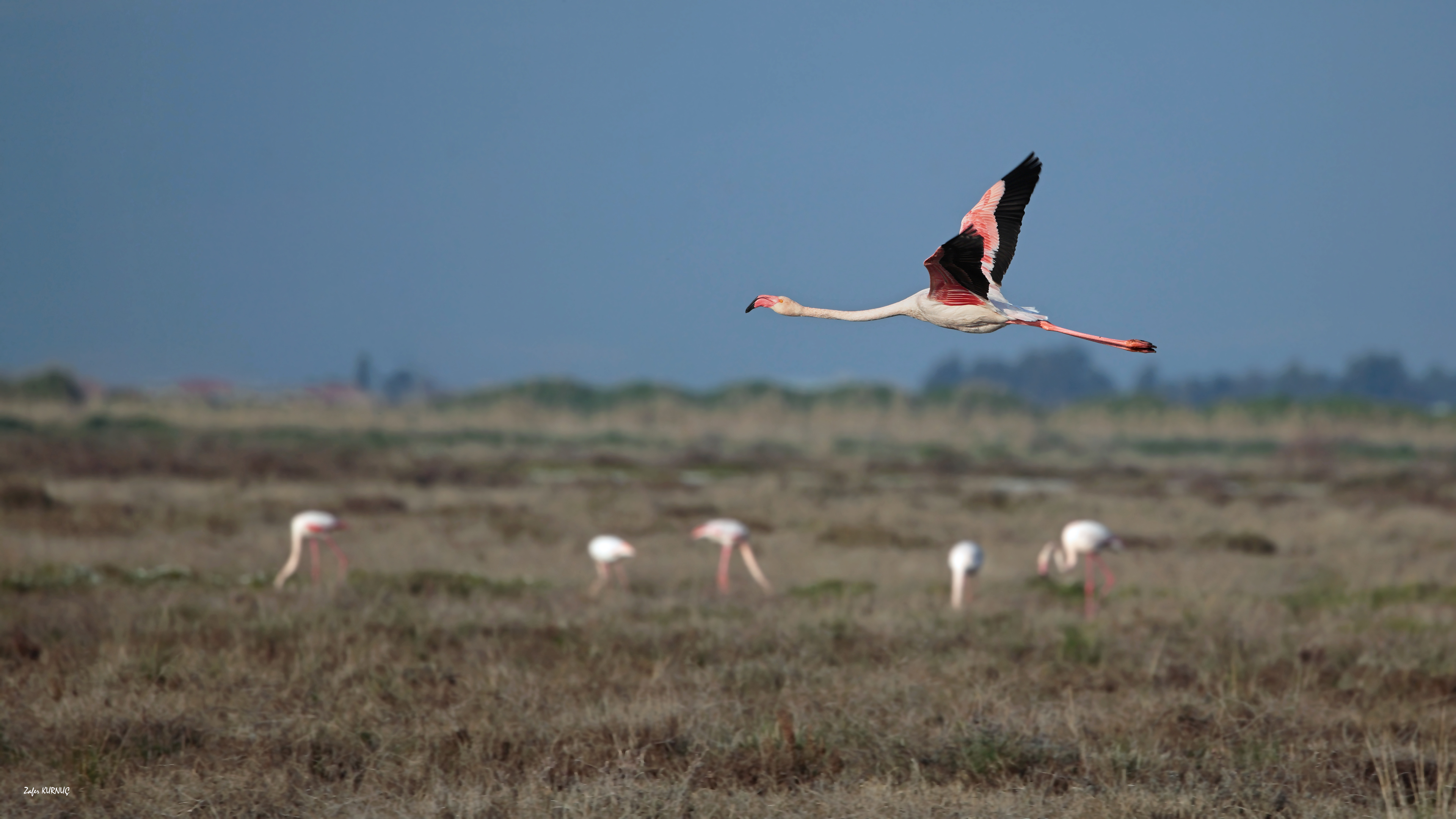 Flamingo