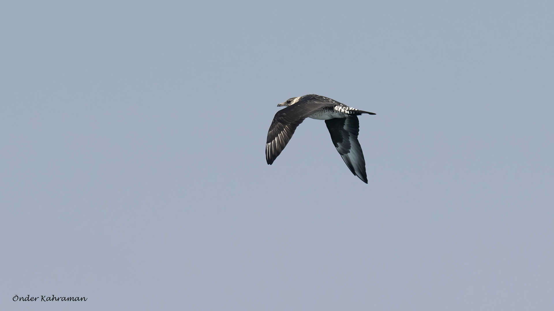 Kütkuyruklu korsanmartı » Pomarine Jaeger » Stercorarius pomarinus